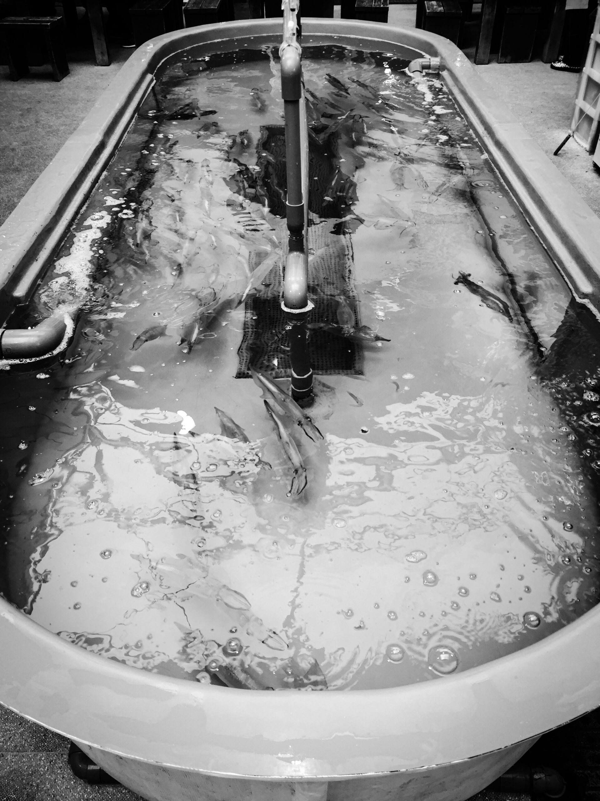 函館朝市海鮮攤位