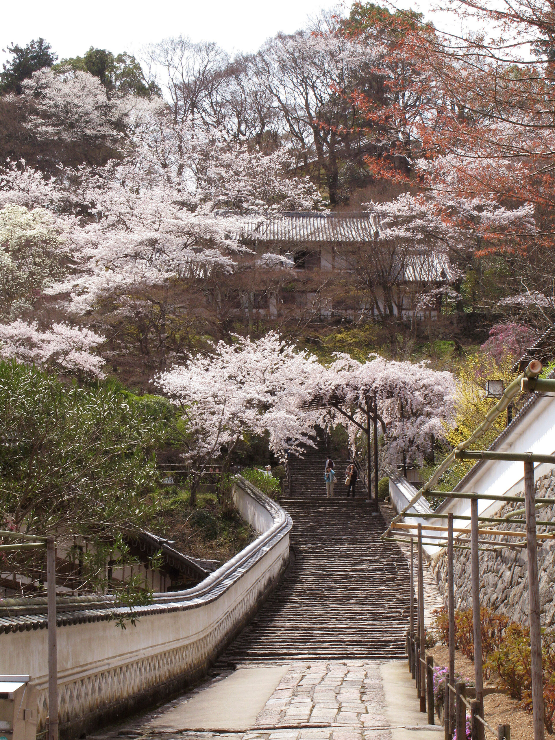 通往神社的長谷寺櫻花道