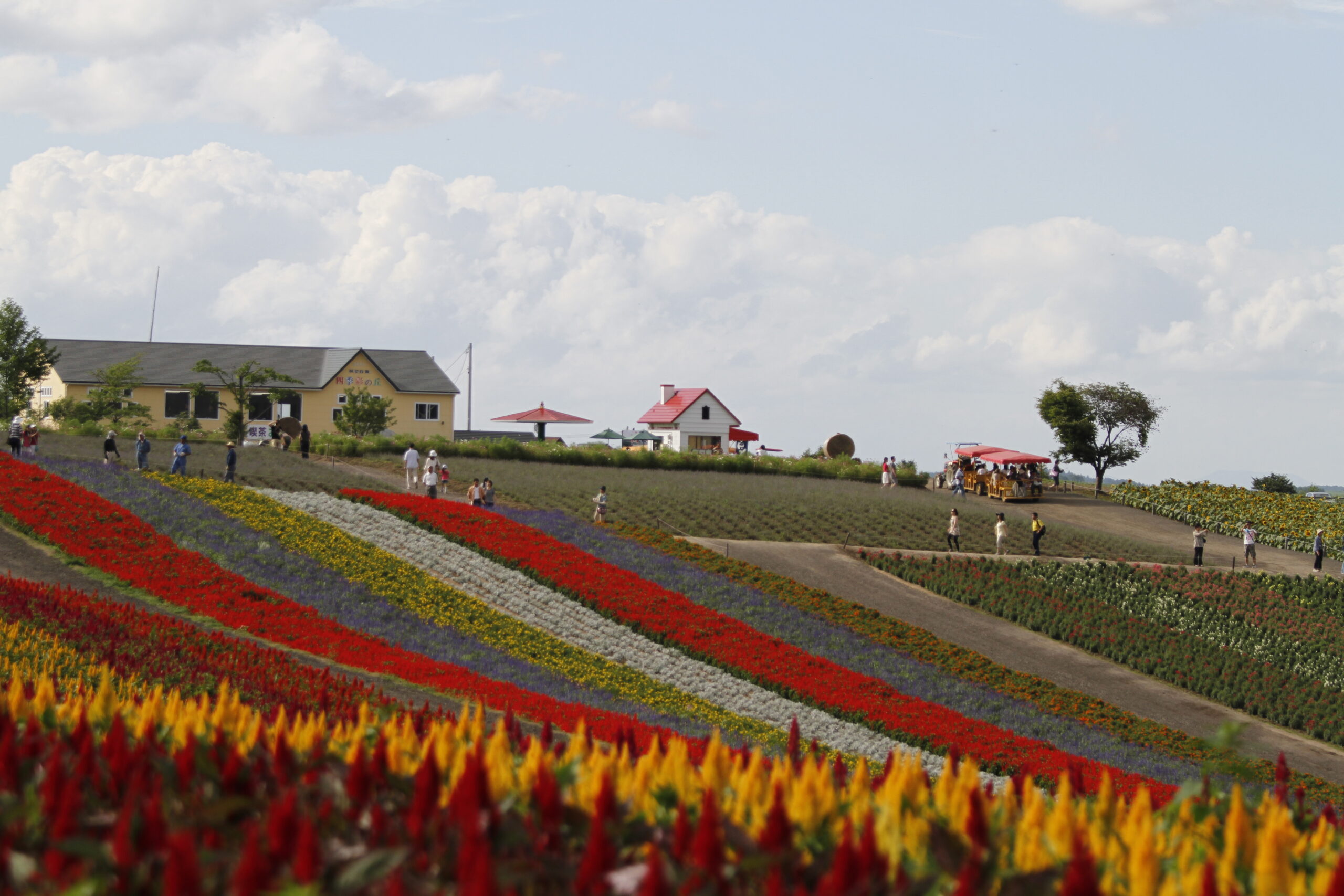 四季彩之丘全景