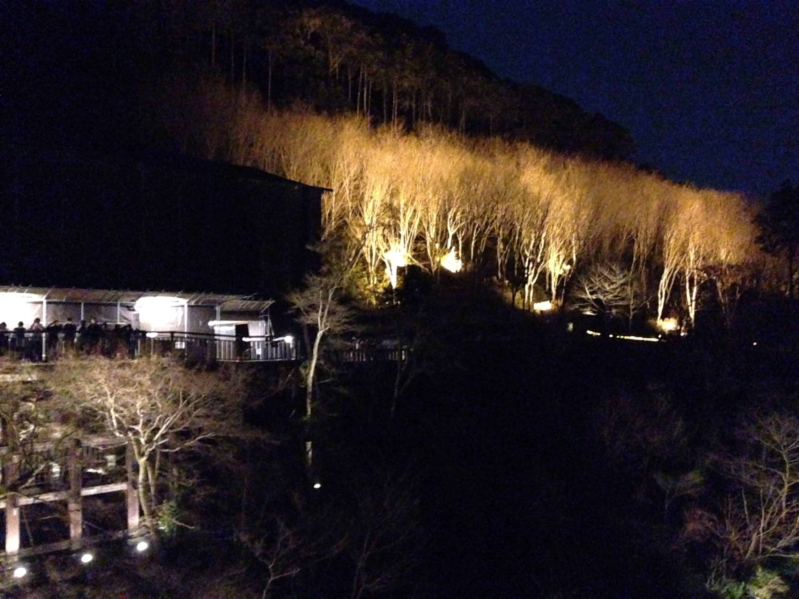 清水寺夜間盛開的櫻花樹