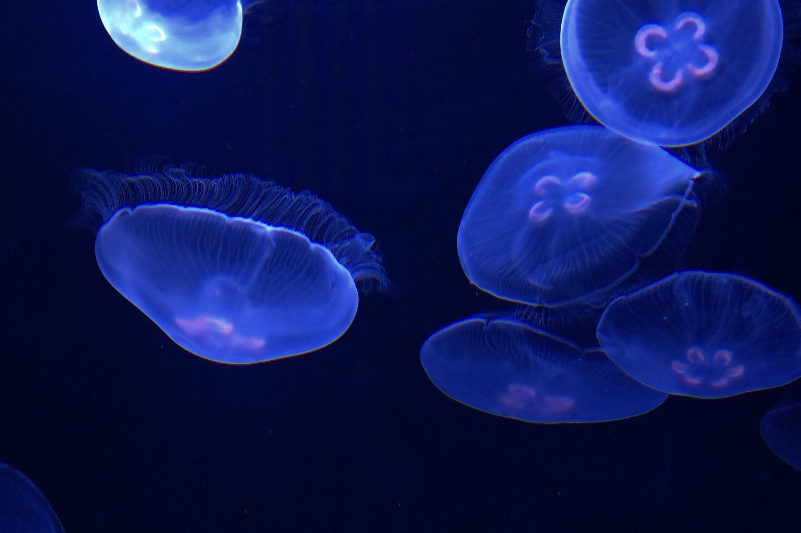 墨田水族館的水母
