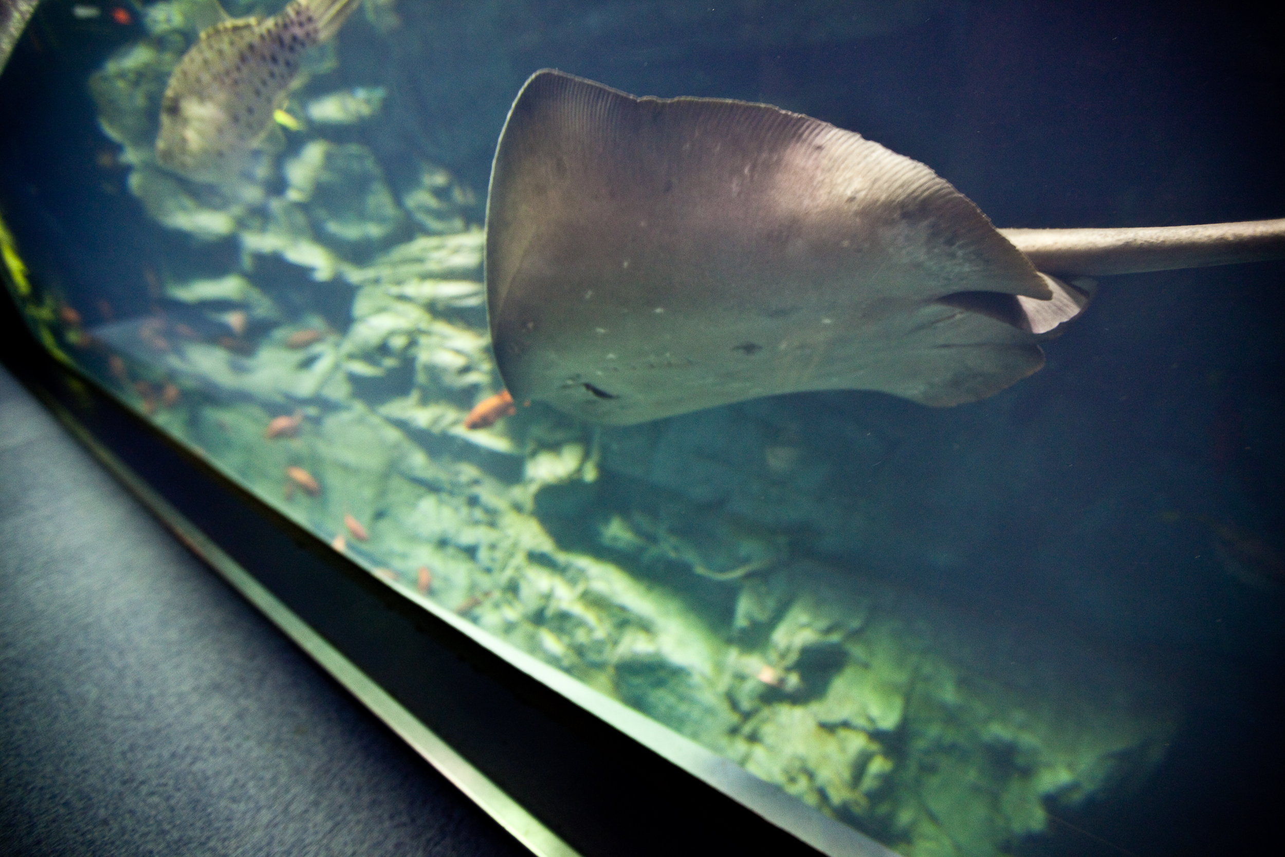 海遊館大阪水族館魟魚