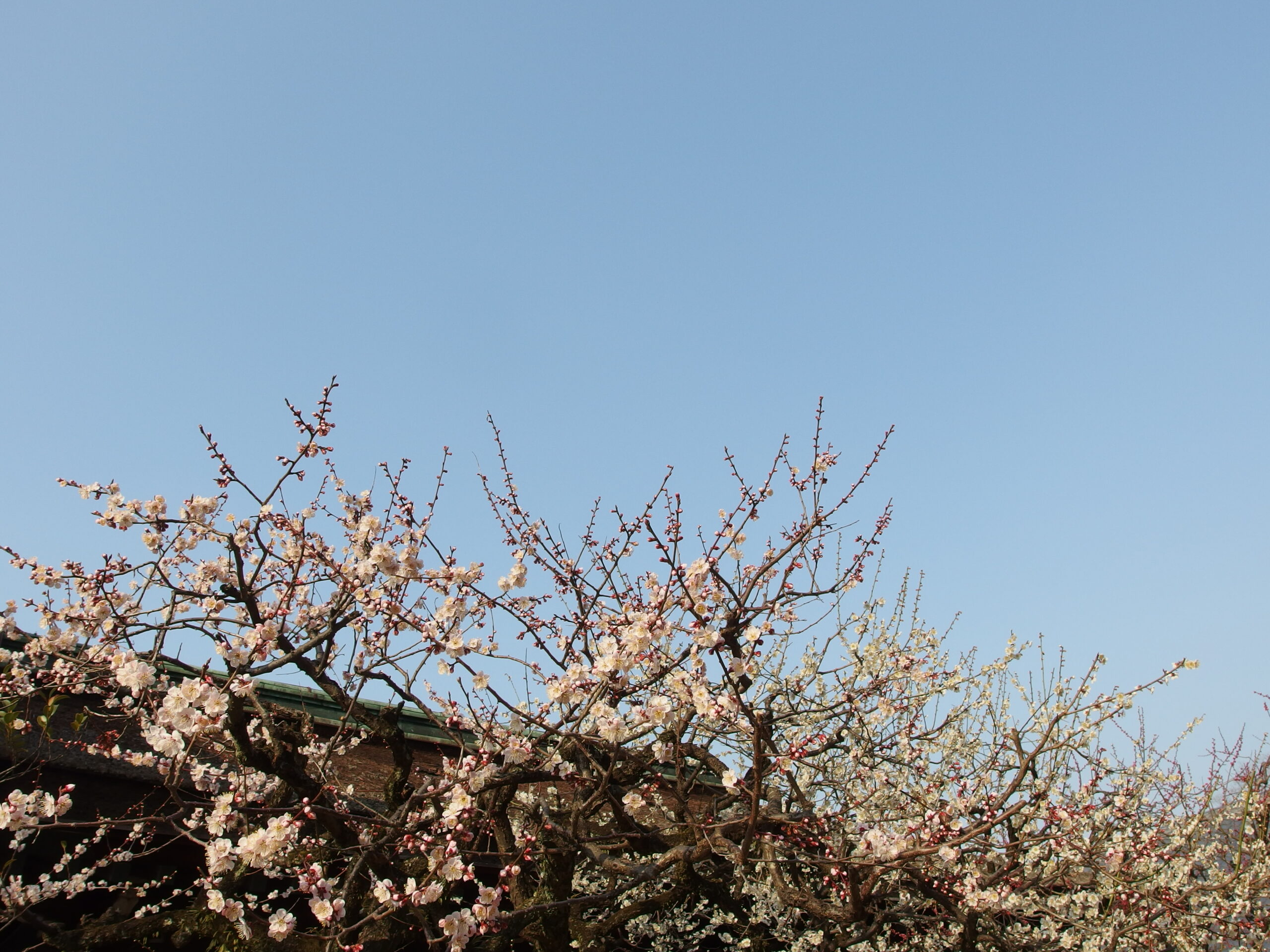 京都北野天滿宮神社