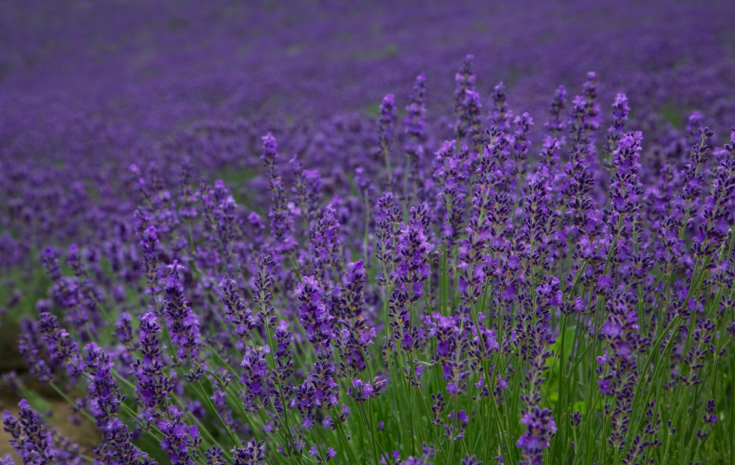 富良野薰衣草