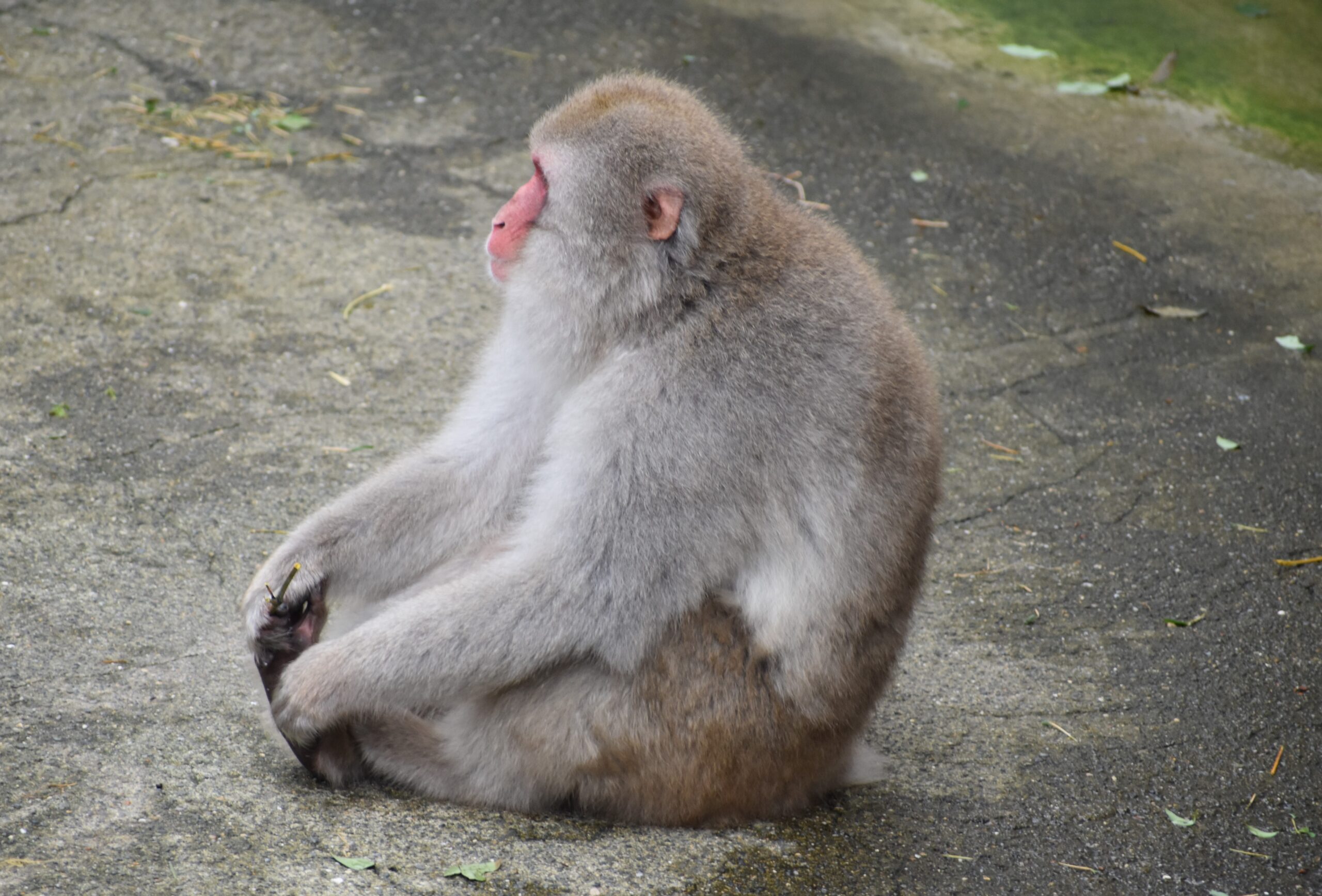 上野動物園的日本獼猴