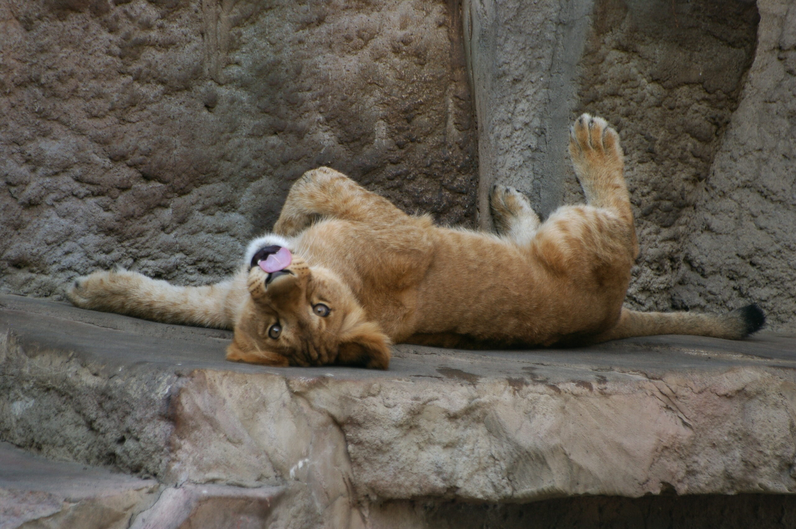 札幌丸山動物園