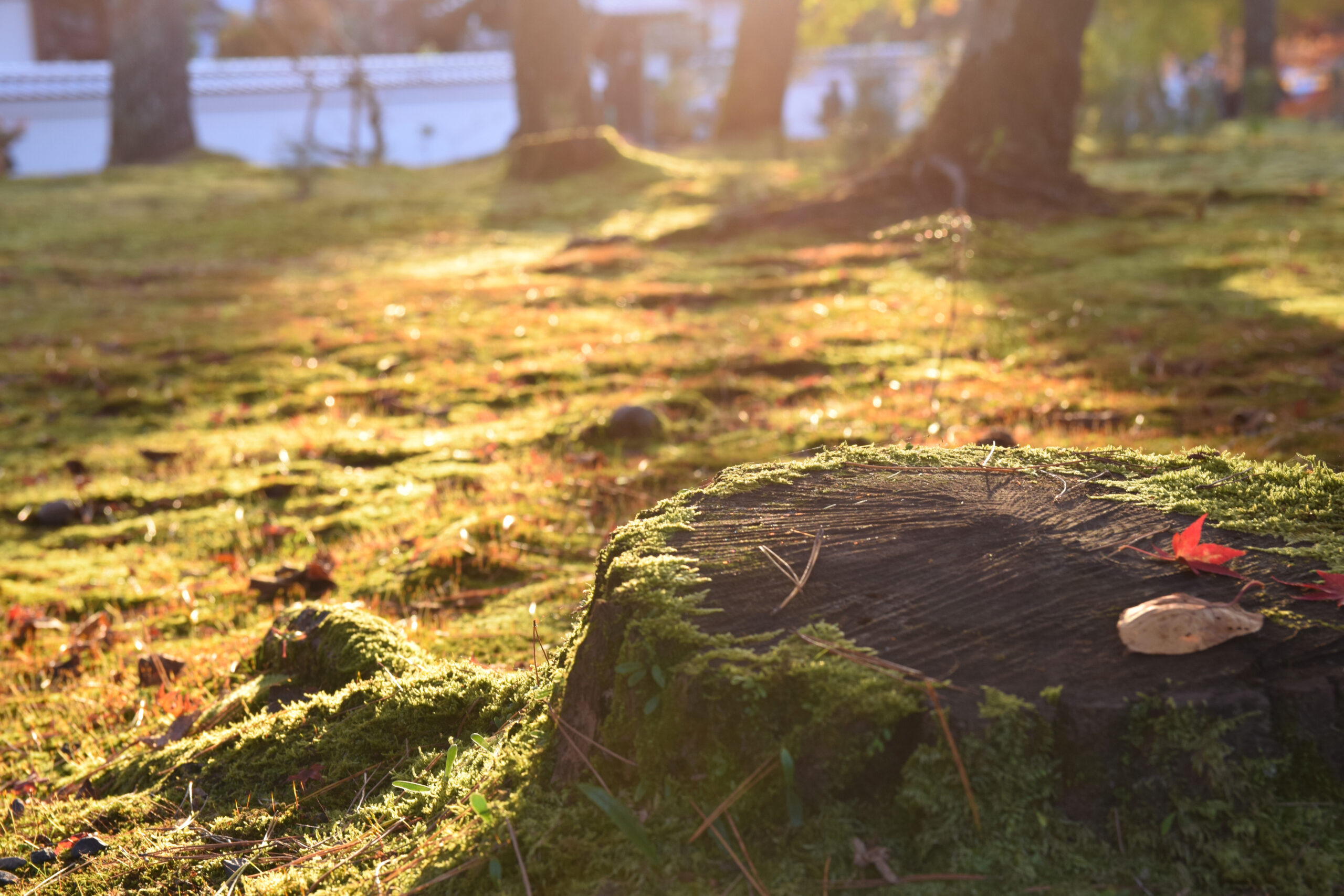 京都南禪寺及其周邊景觀