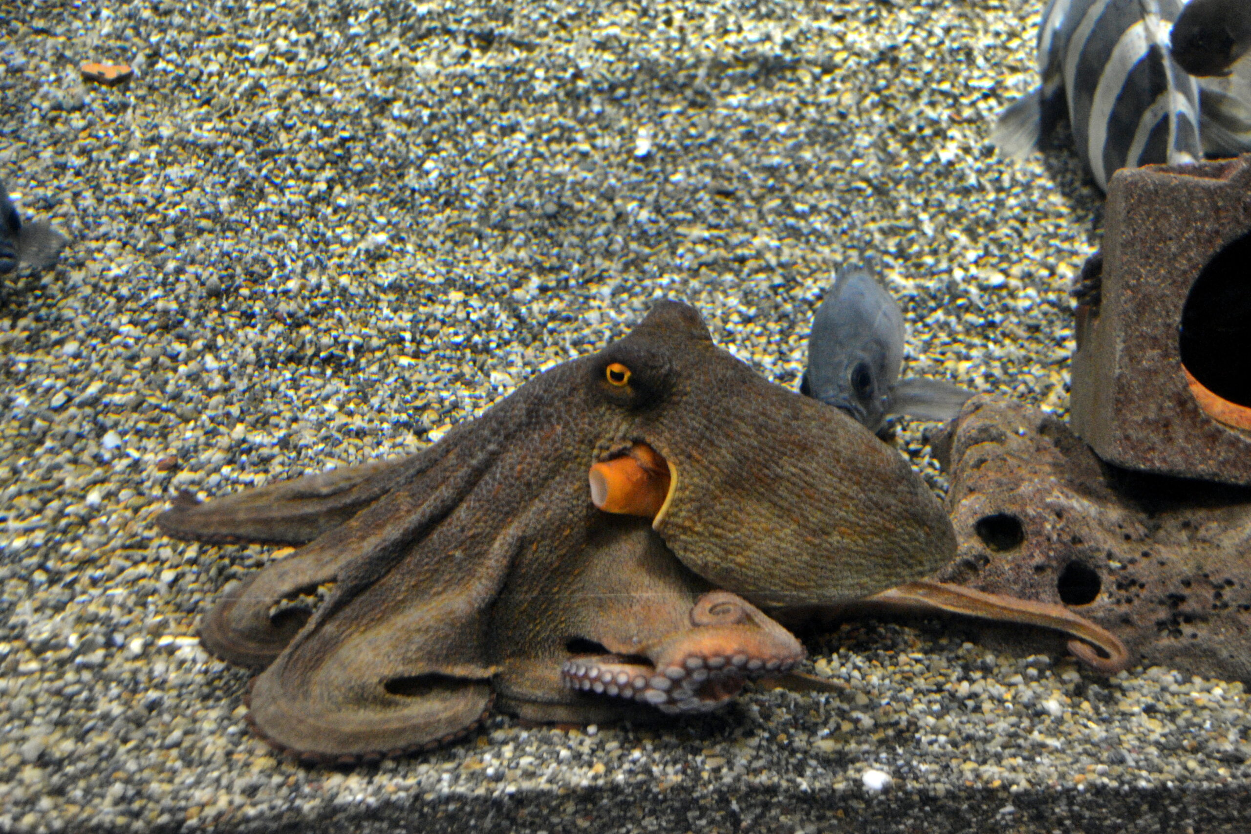 章魚 (大阪海遊館)