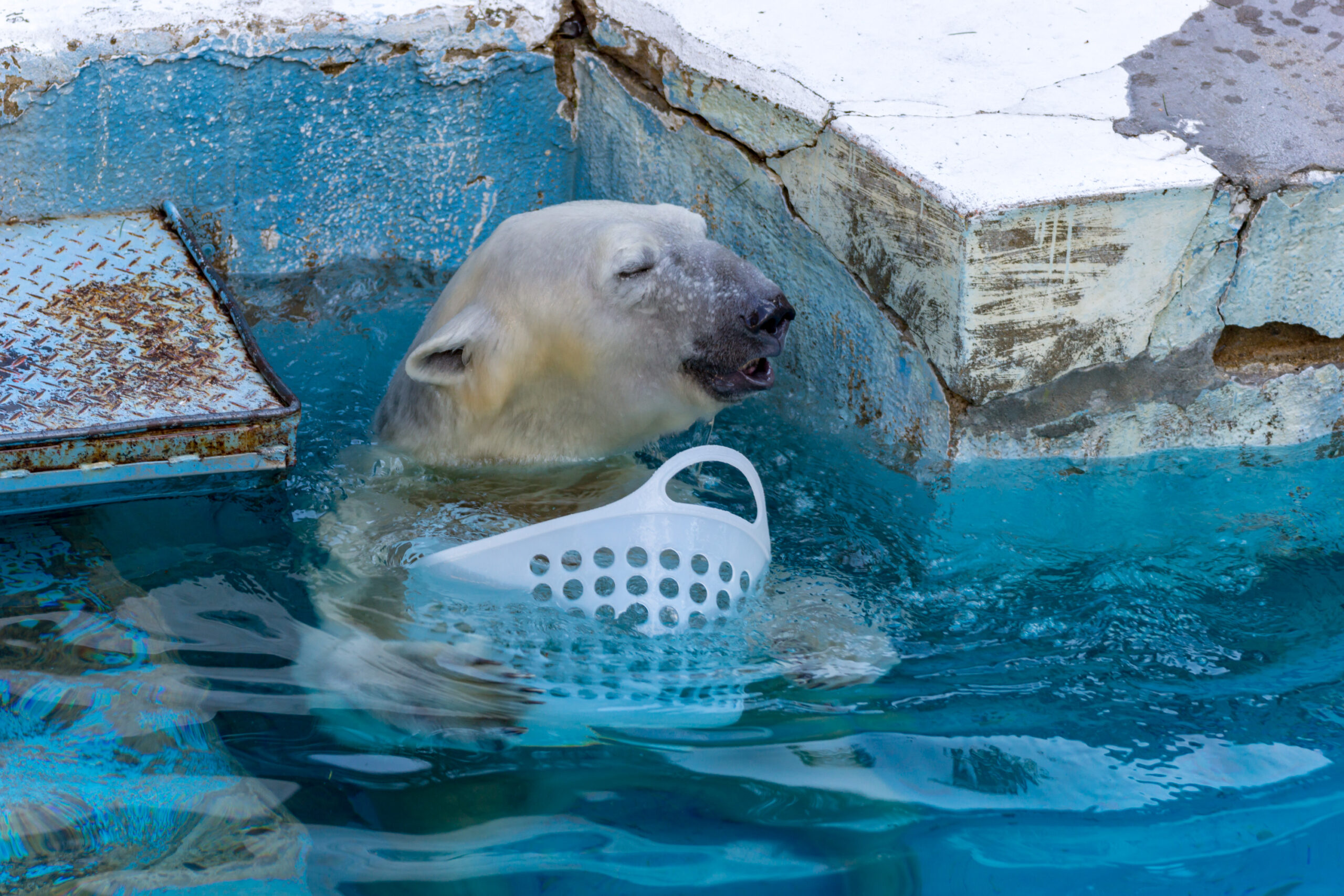 大阪天王寺動物園的北極熊