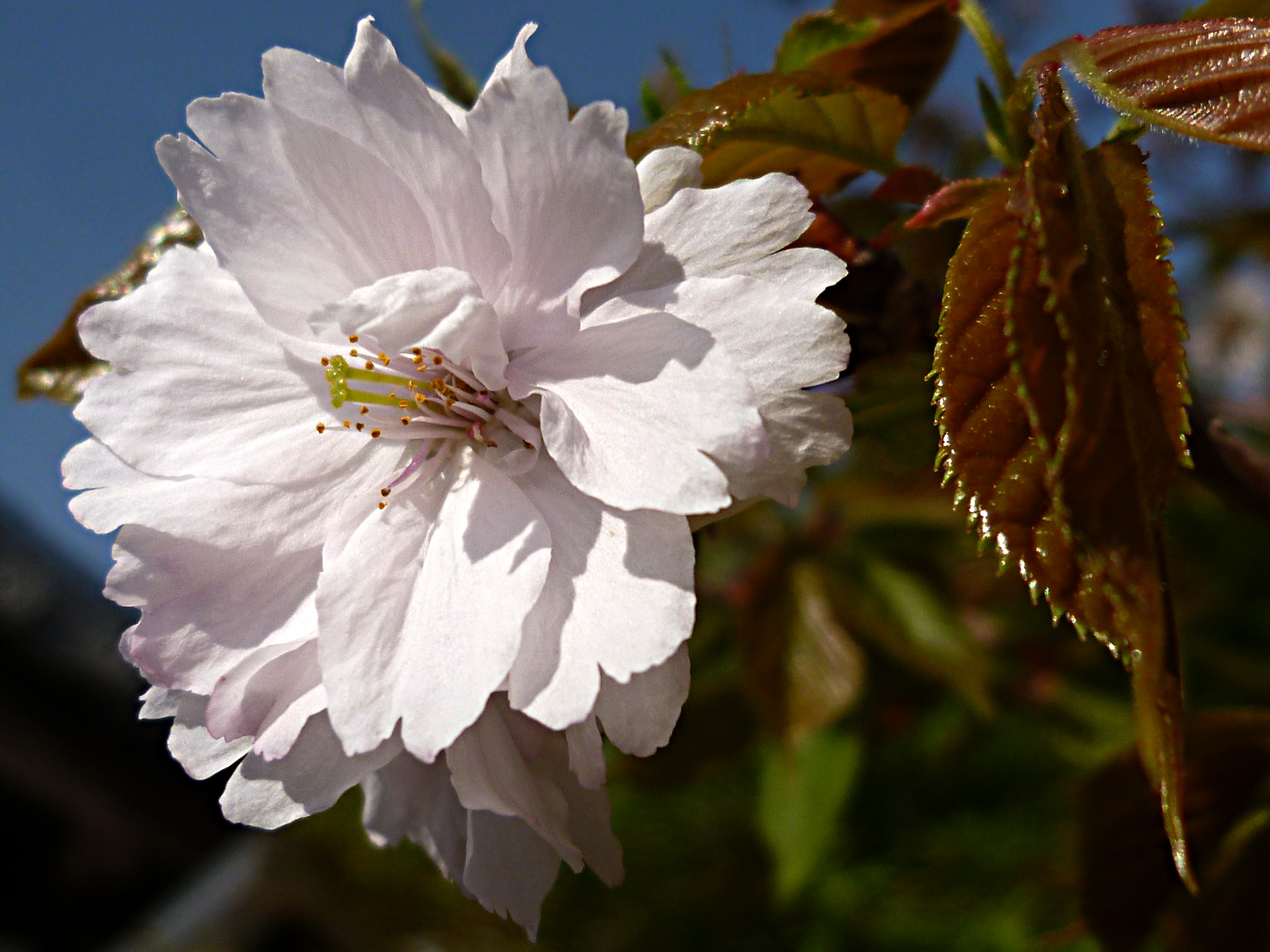 山櫻花 'Antiqua'品種