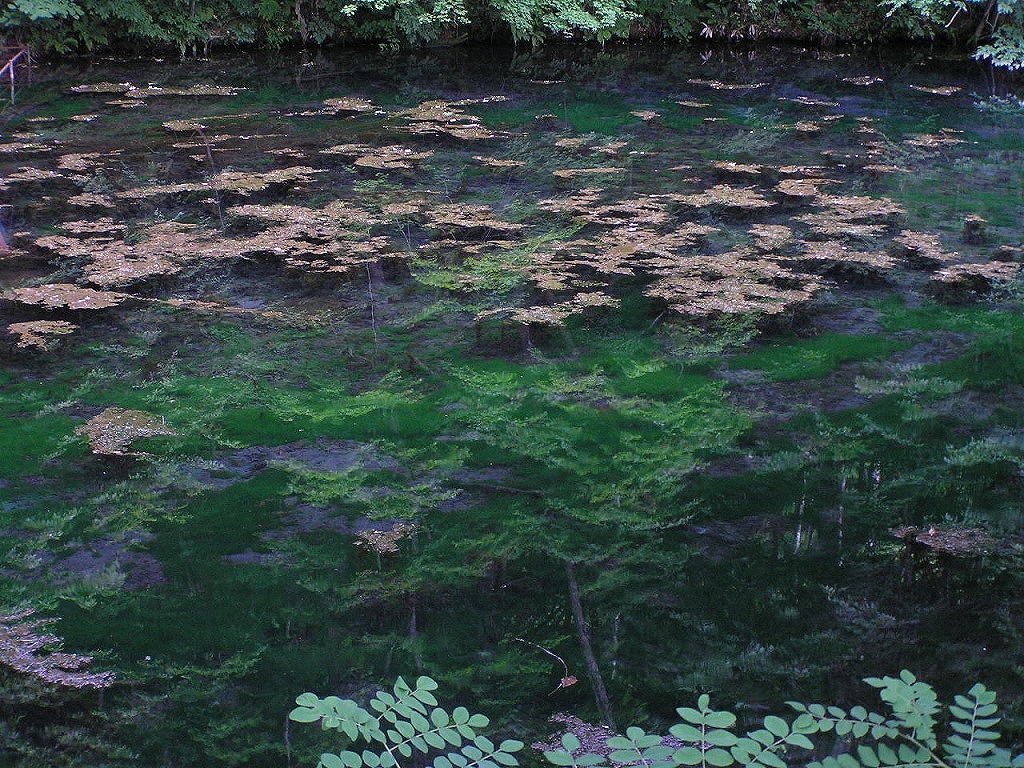 鳥沼公園藍色池塘景色
