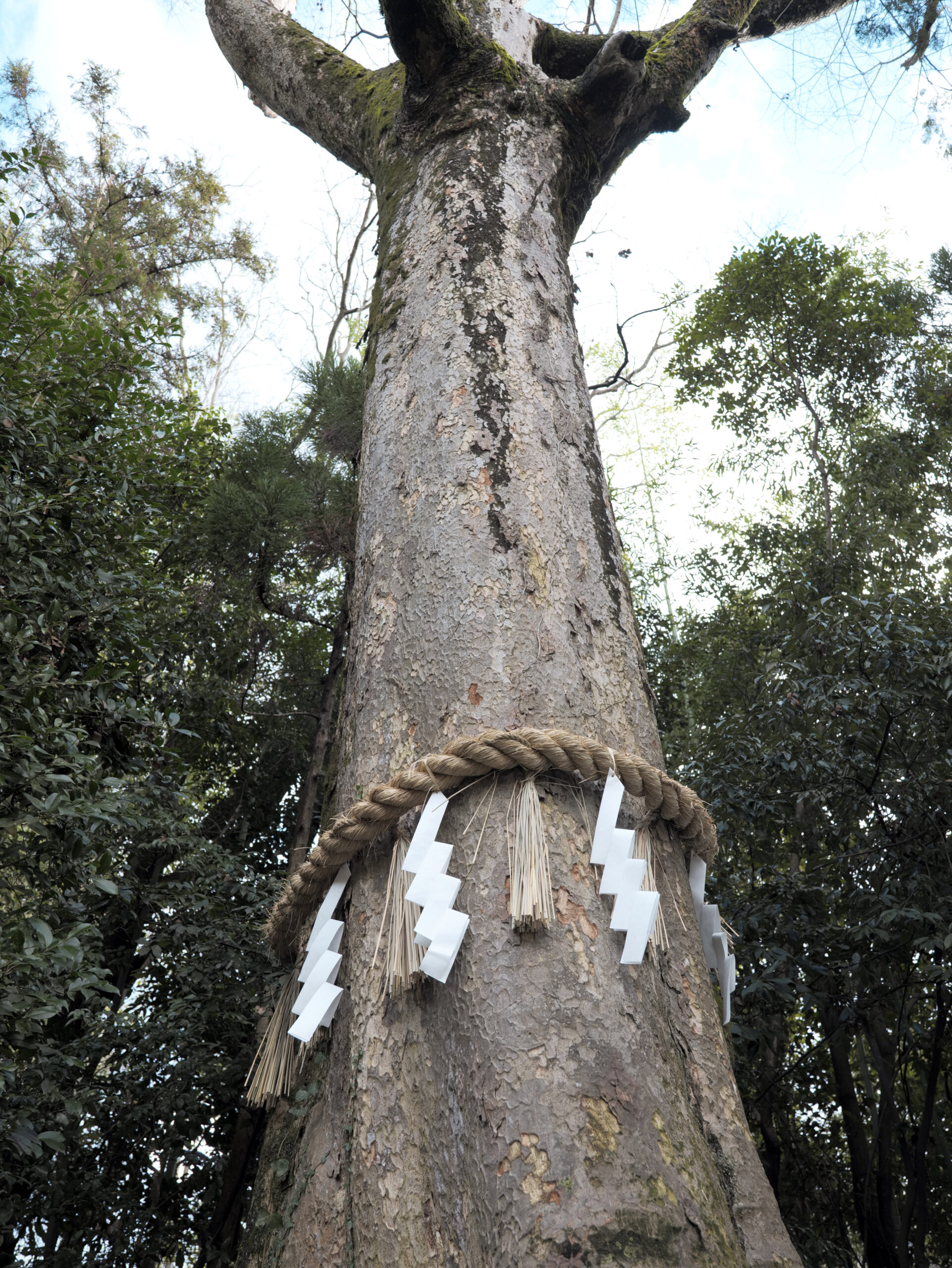 宇治上神社（京都宇治）