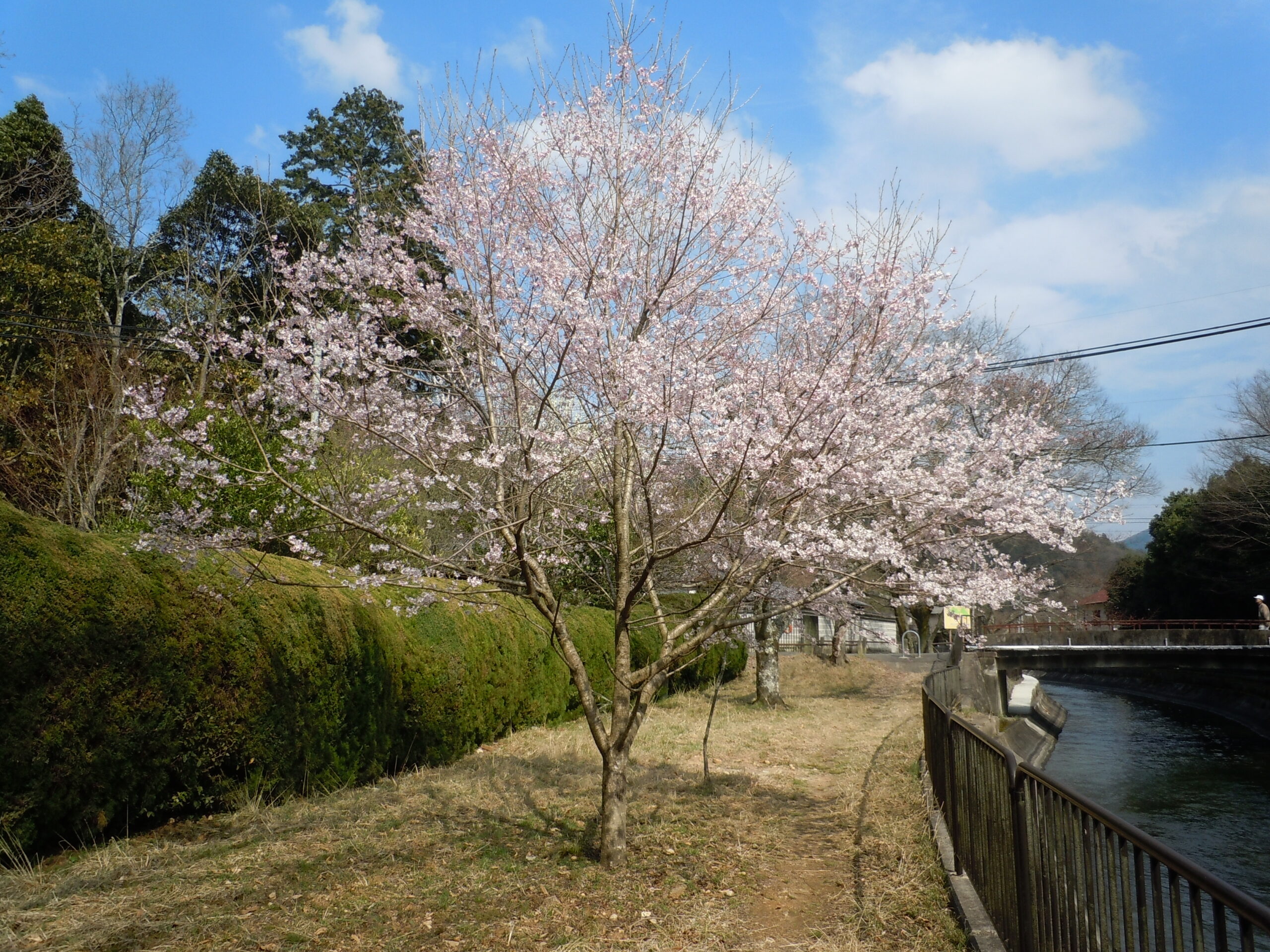 山科琵琶湖運河賞櫻