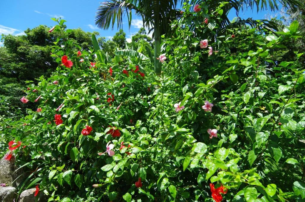 Cottage Views 屋久島住宿照片 (2)