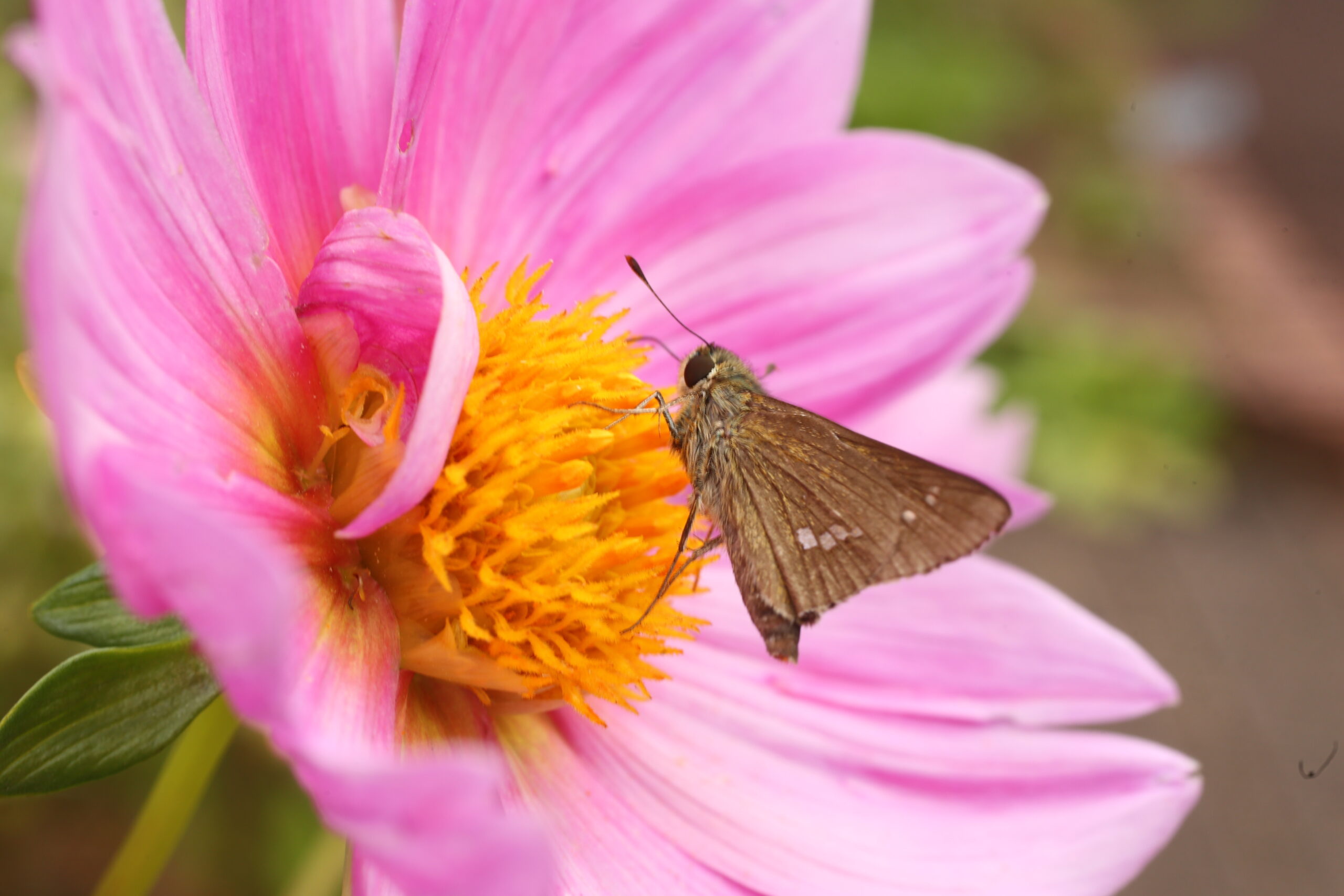 dahlia花上的蛾子