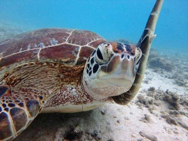 Ocean Front Miyakojima 宮古島住宿照片 (1)
