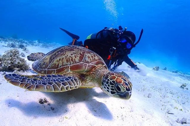 Ocean Front Miyakojima 宮古島住宿照片 (4)