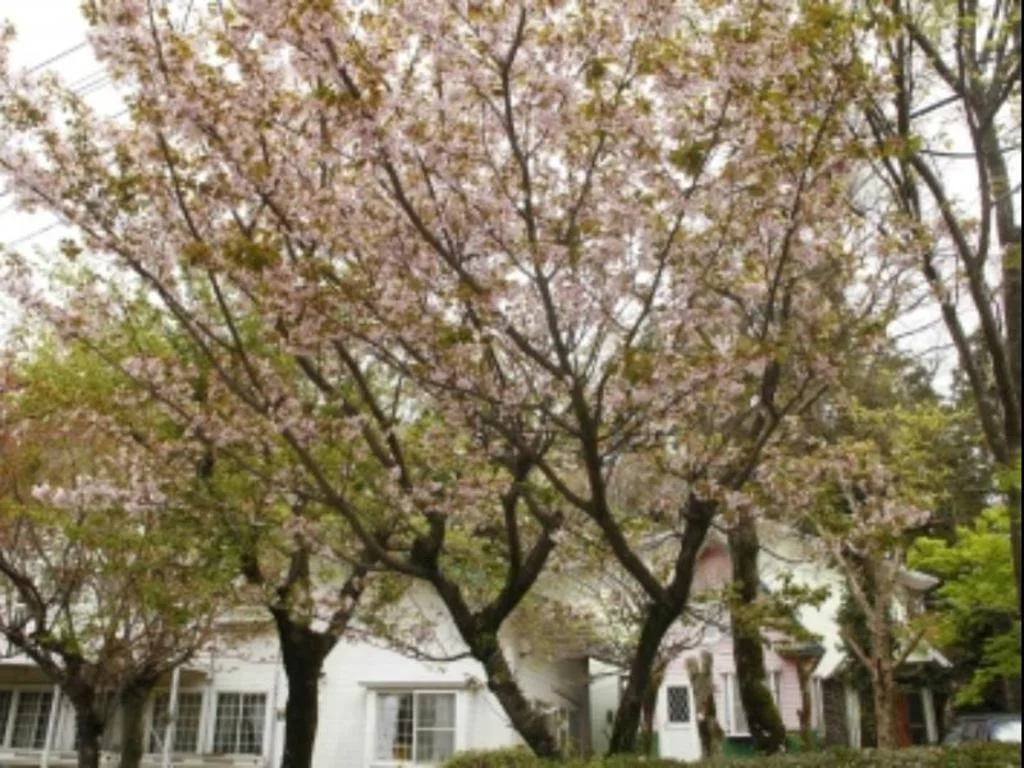 Pension Akanegumo 阿蘇住宿照片 (4)