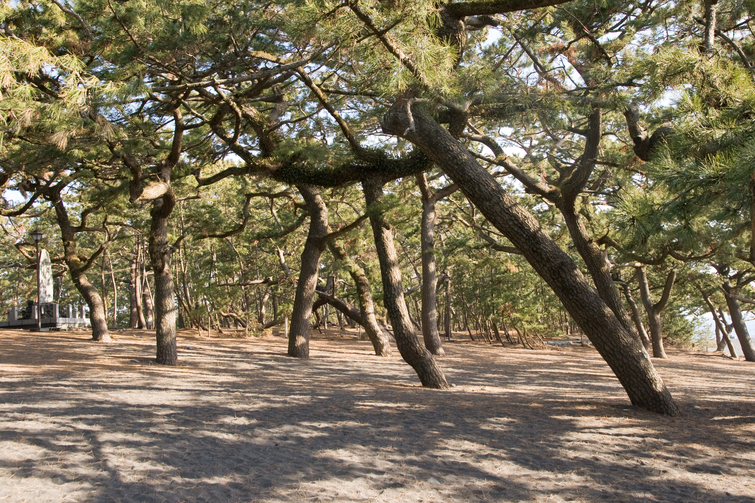 三保松原海岸風景