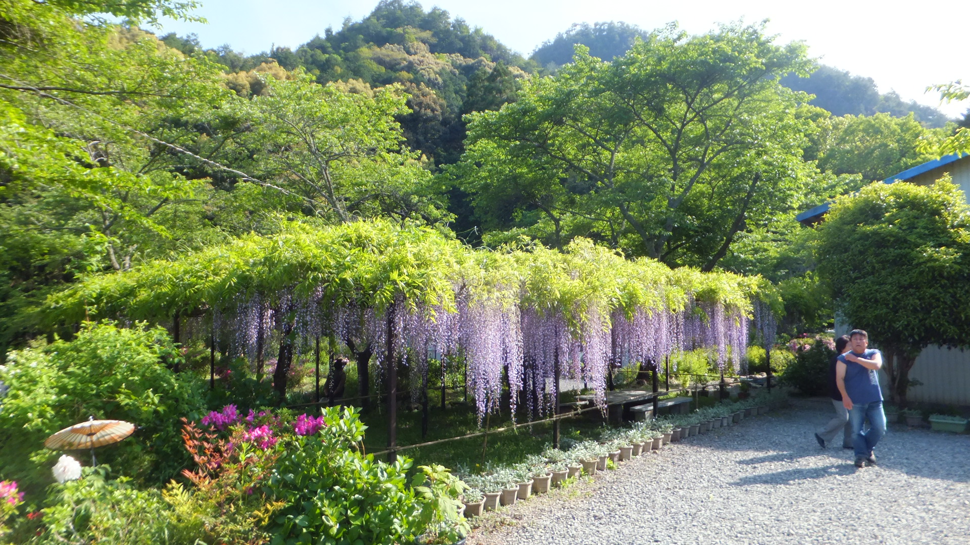 九尺日本紫藤 白玉寺(丹波市)