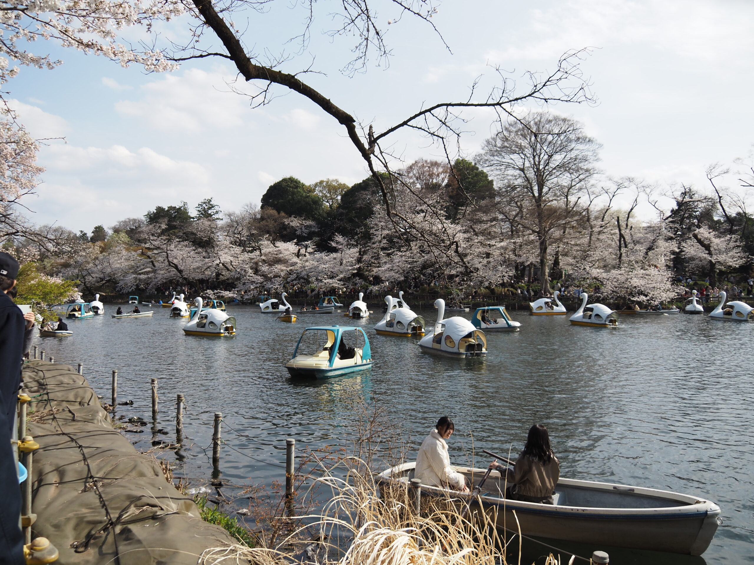 井之頭公園的櫻花