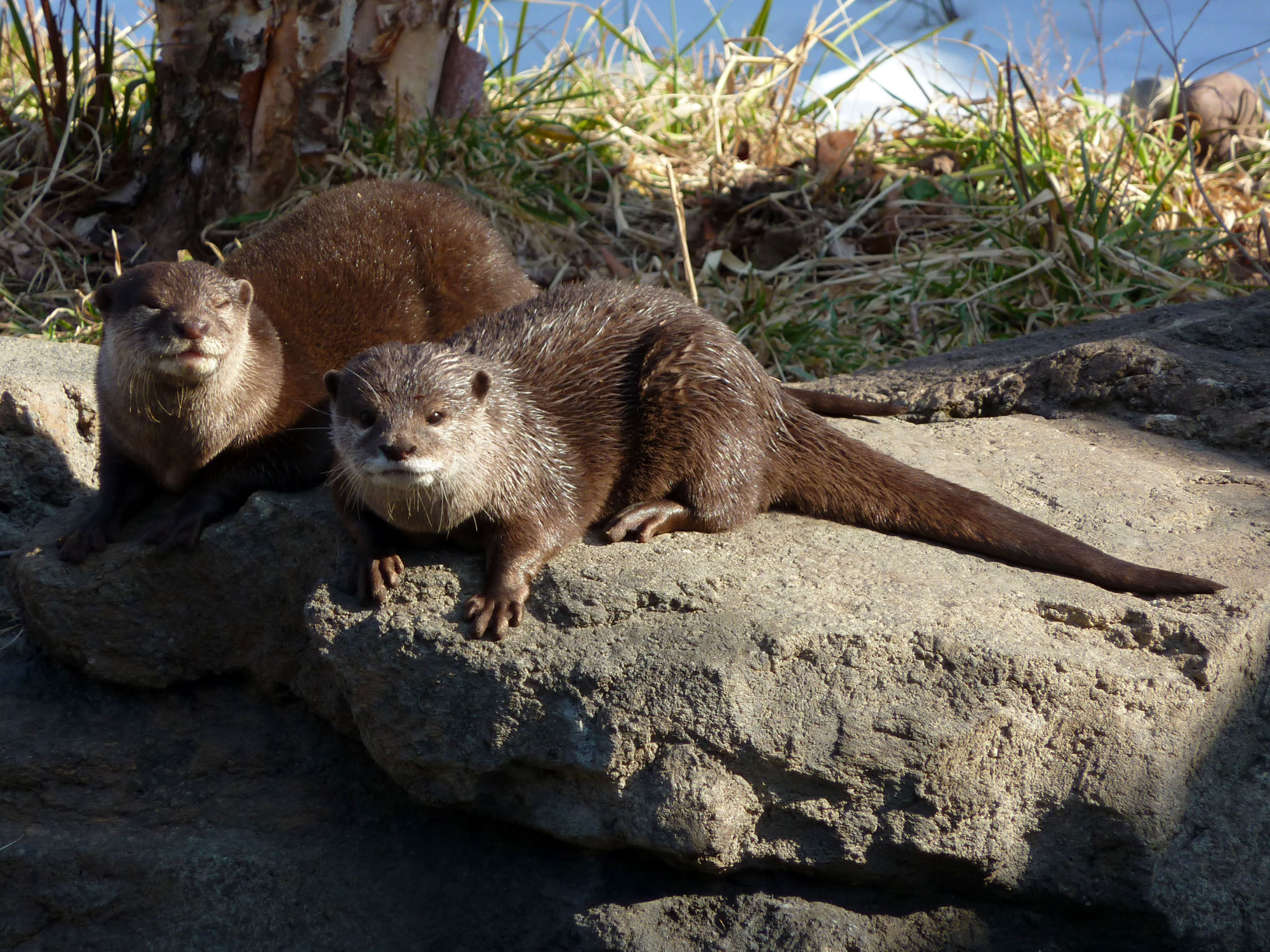 亞洲小爪水獺 - Flickr - treegrow
