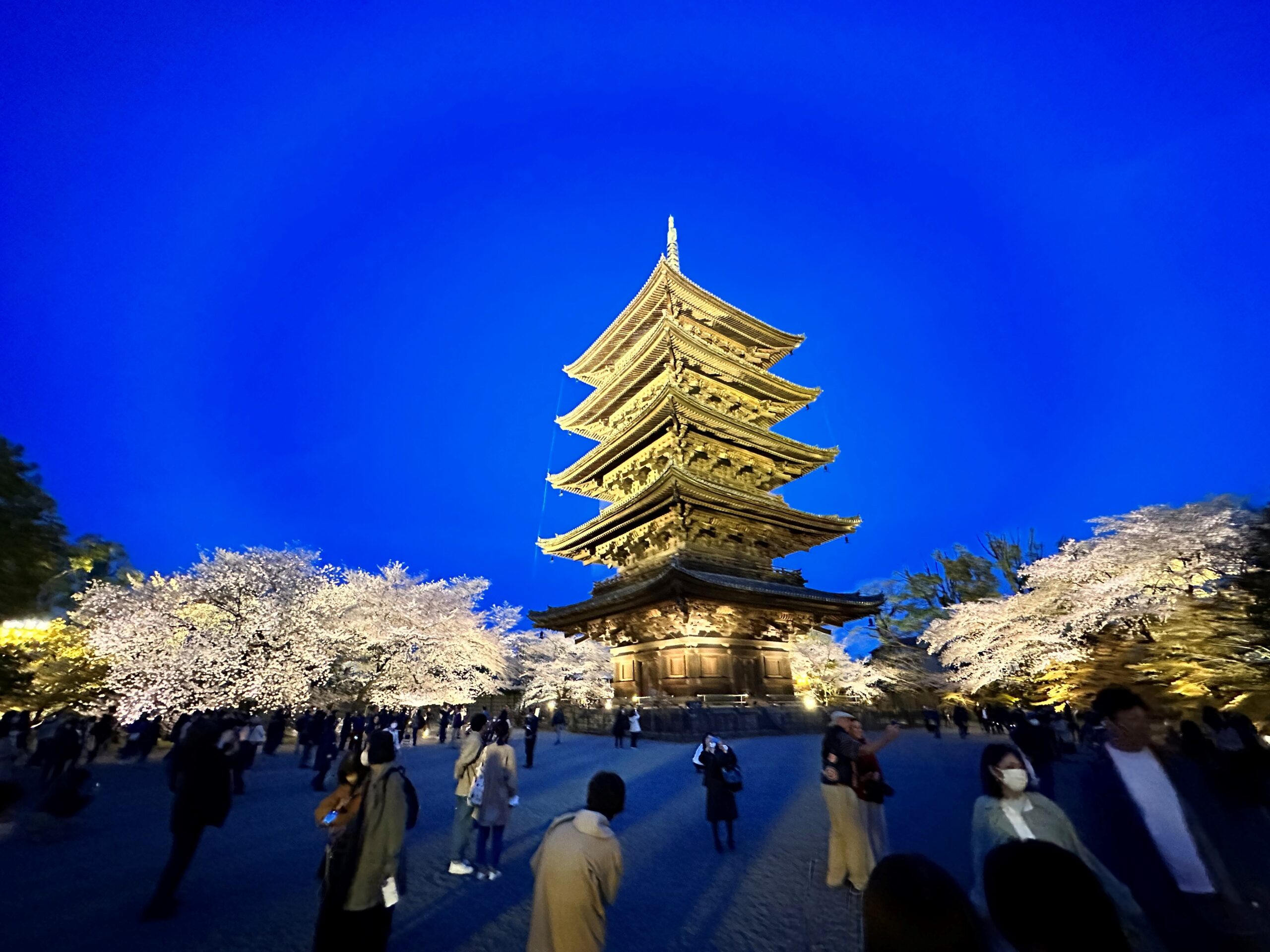 京都東寺夜櫻