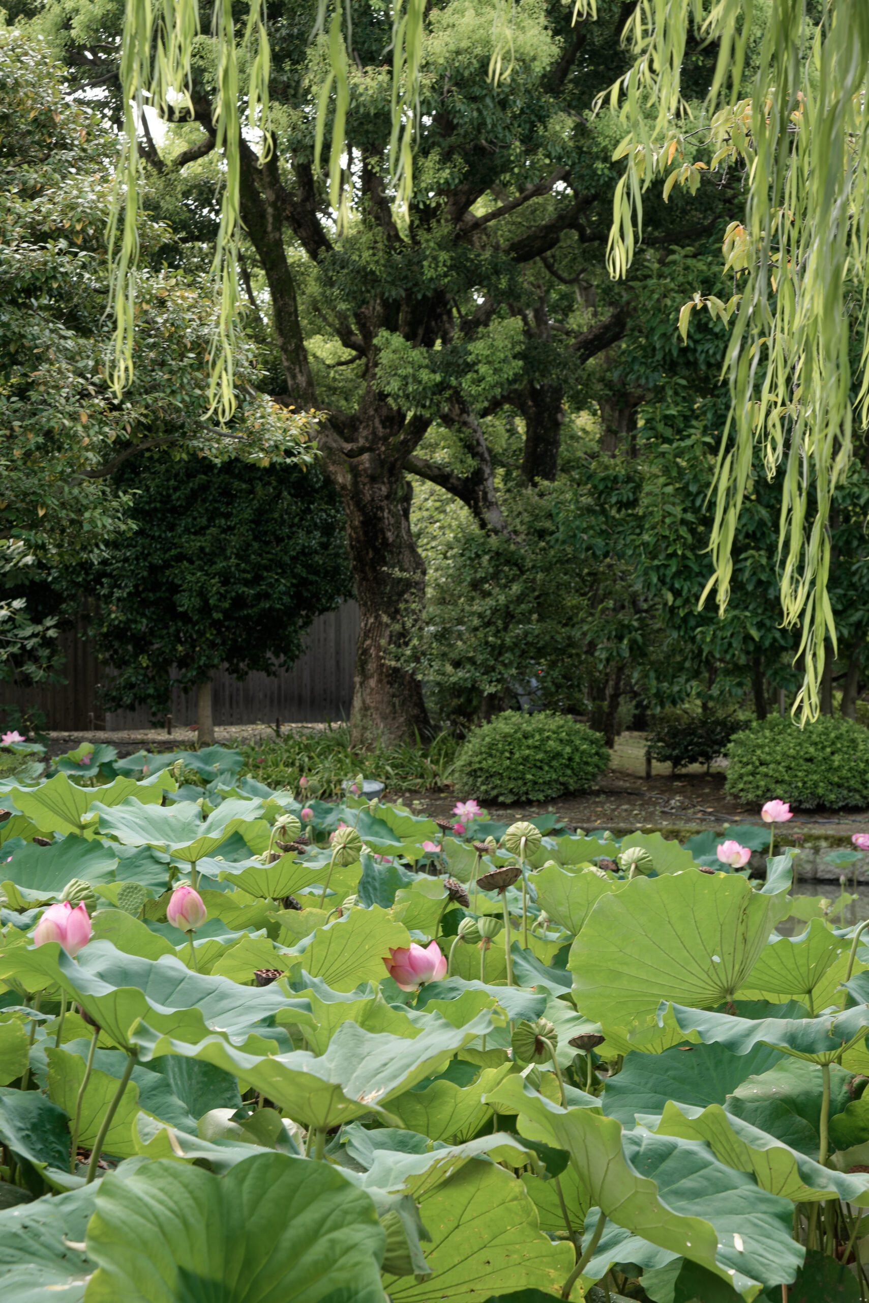 京都東寺蓮花池