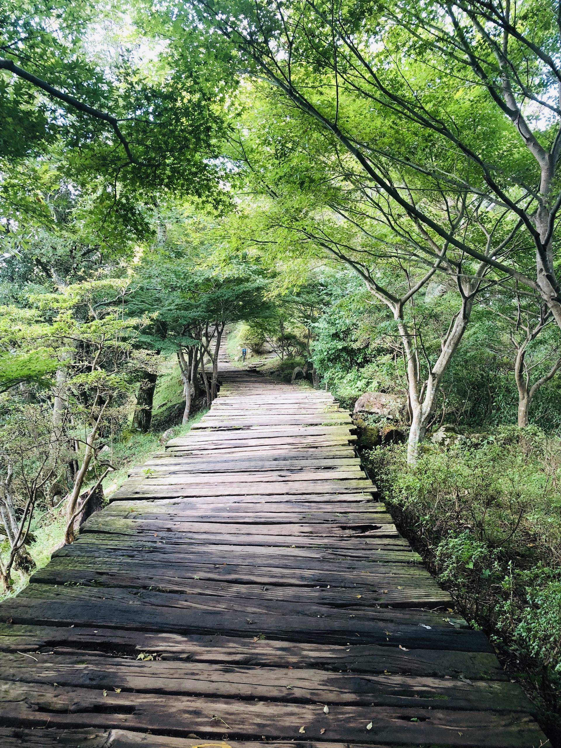 伊豆之國全景公園空中公園