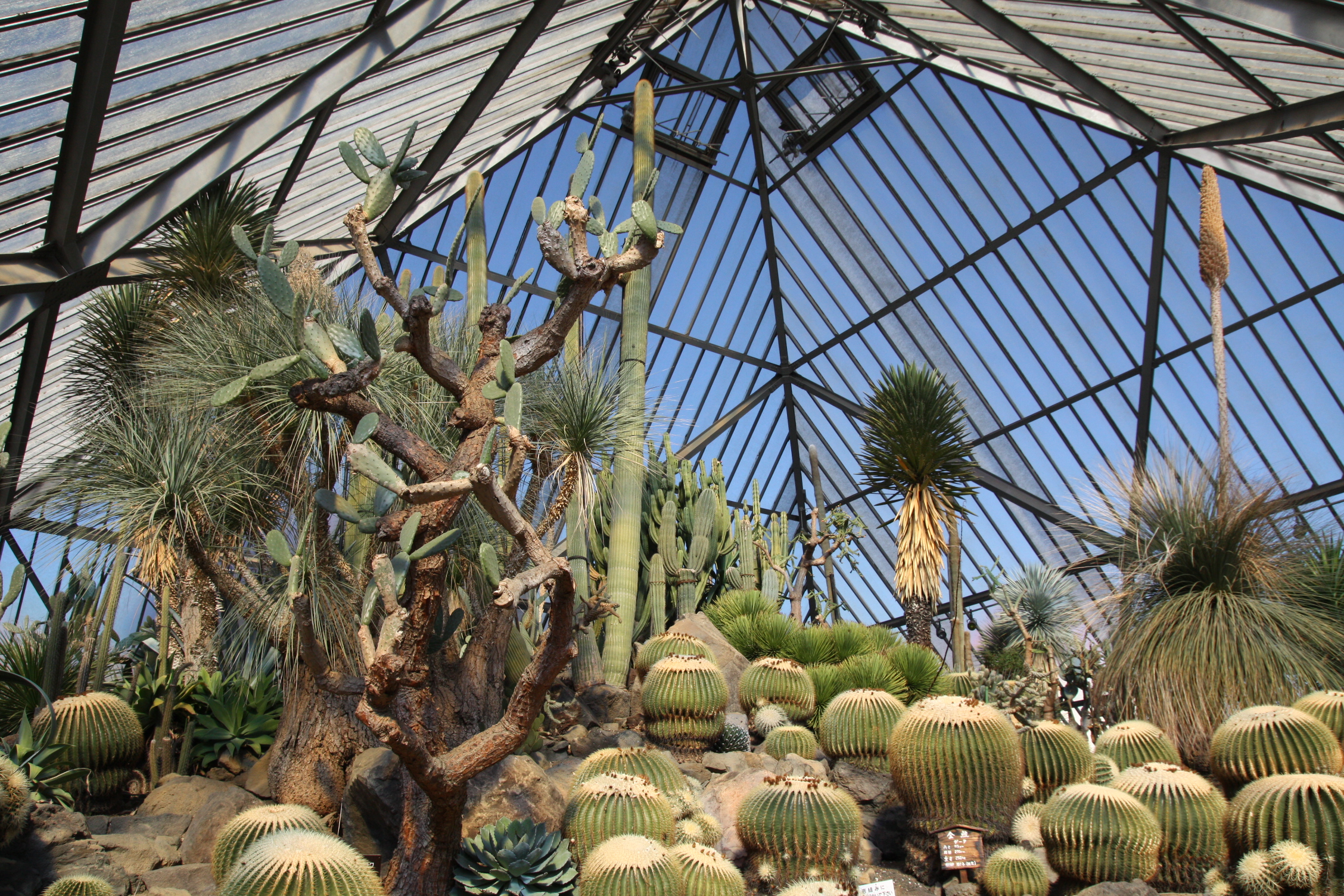 伊豆仙人掌動物園