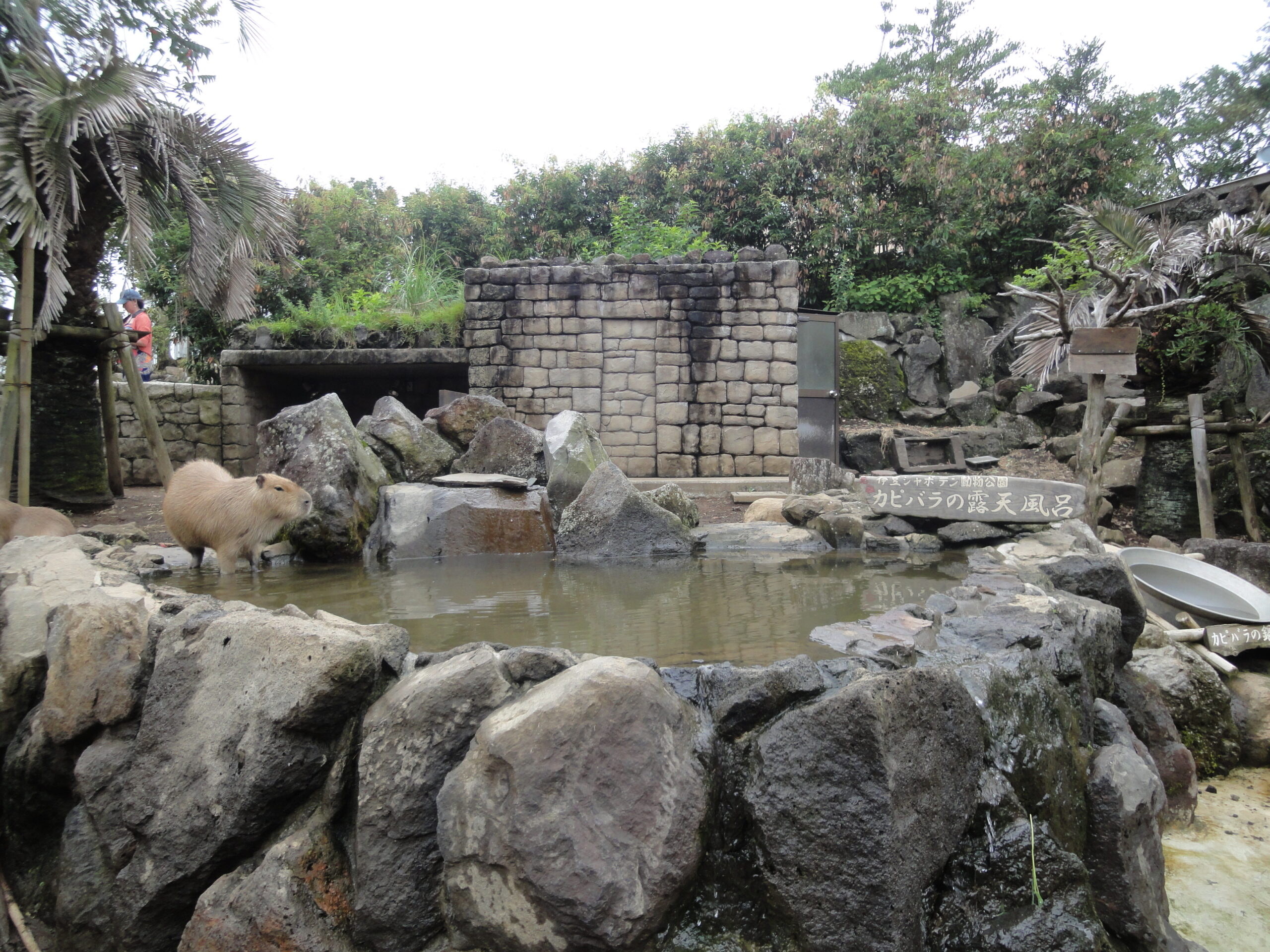 伊豆沙波登動物園水豚浴場