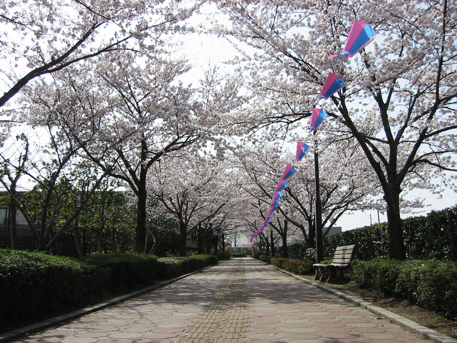 佐倉並木明和町