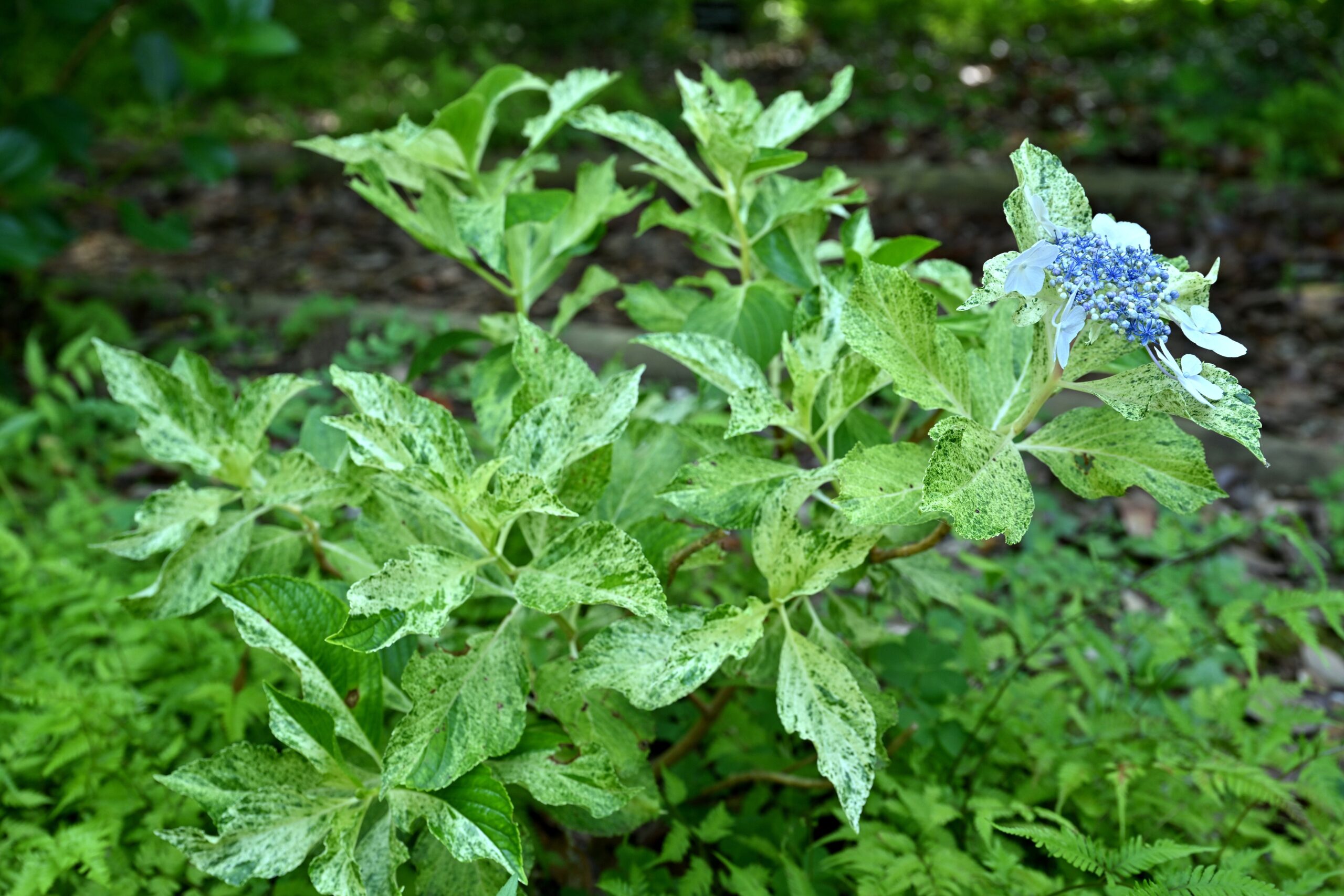 八重咲繡球花 '初霜' (筑波植物園)