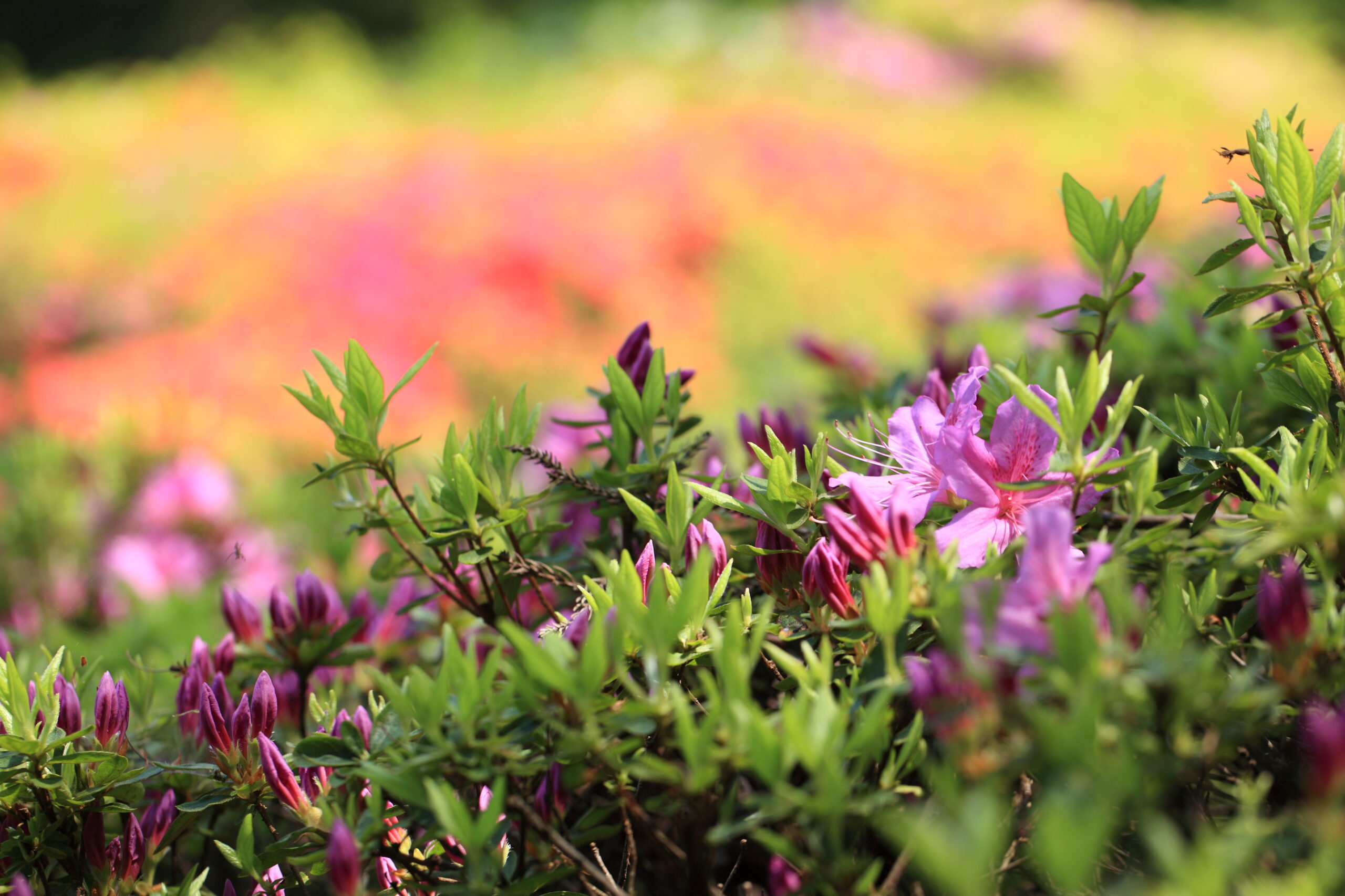 千葉清水公園的杜鵑花