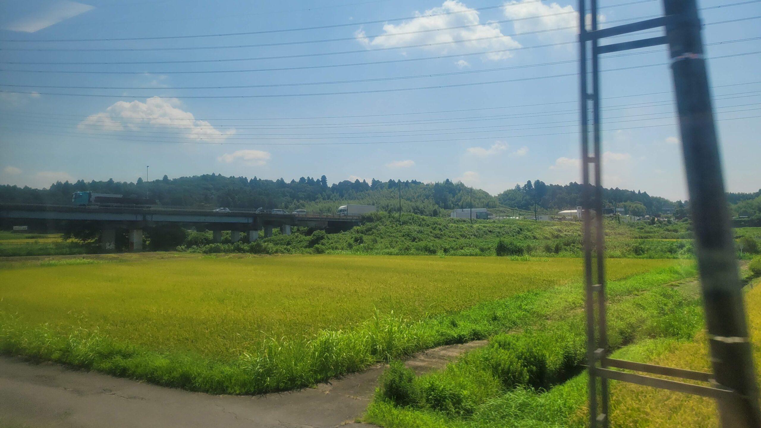 千葉的櫻花景色