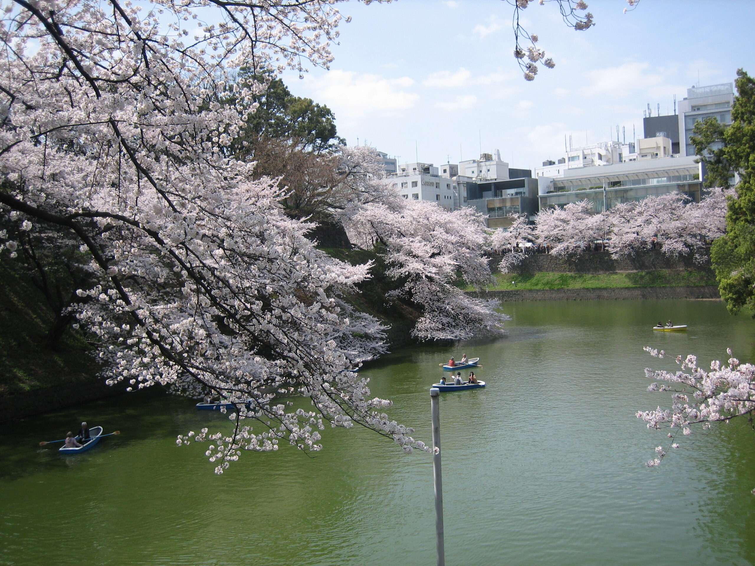 千鳥淵粉色櫻花河景