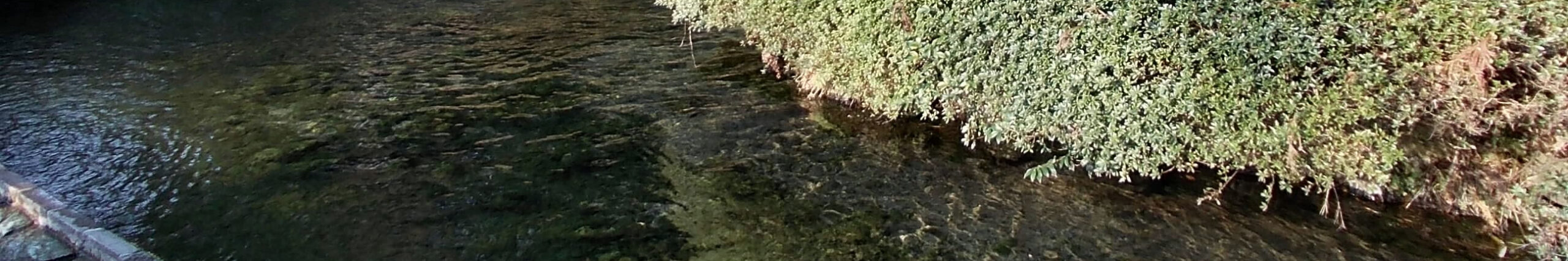 南阿蘇村白川水源清澈湧泉