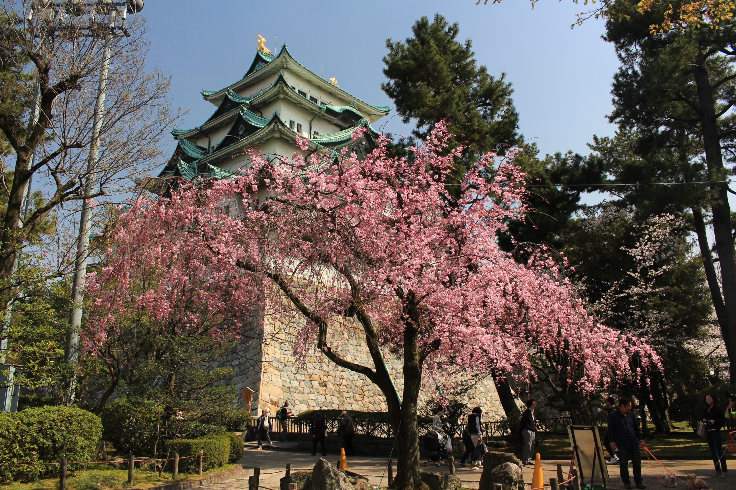 名古屋城天守閣與垂枝櫻花
