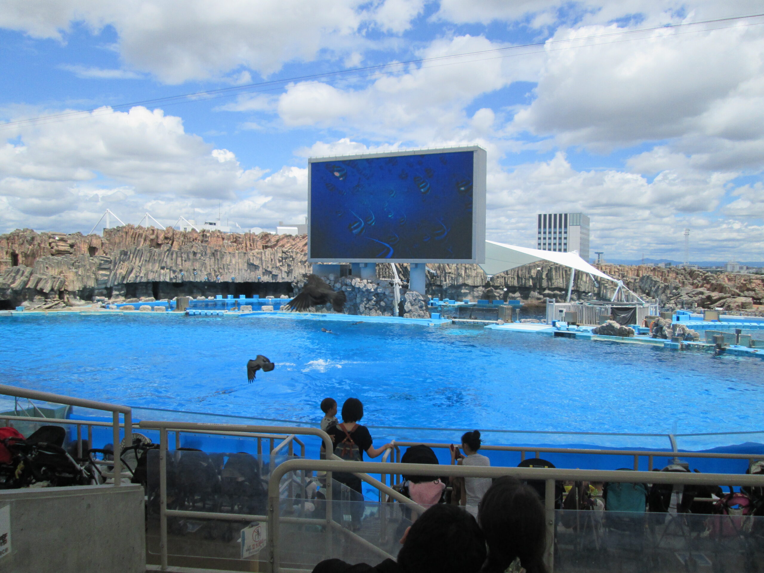 名古屋港公共水族館的海豚表演