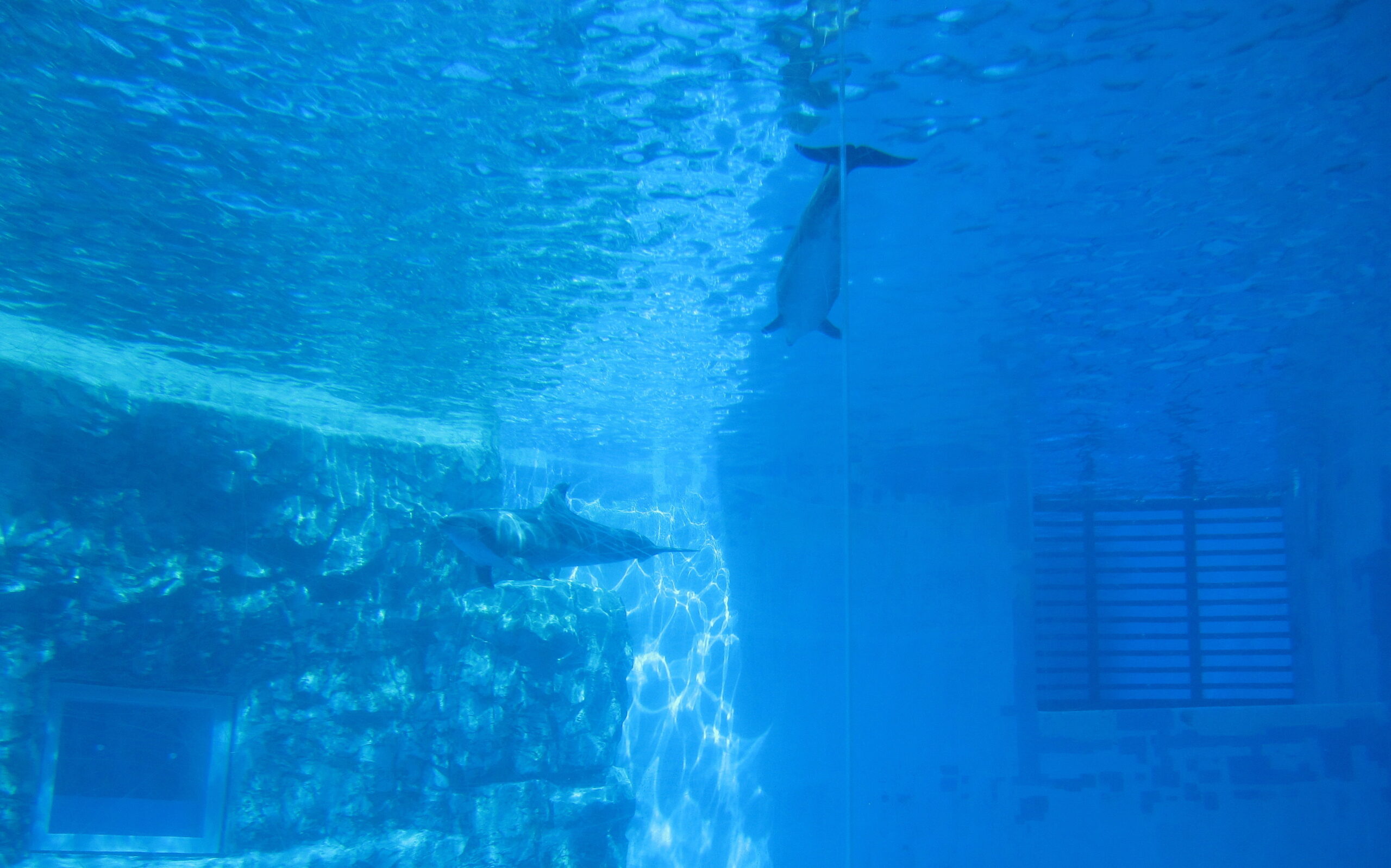 名古屋港水族館瓶鼻海豚