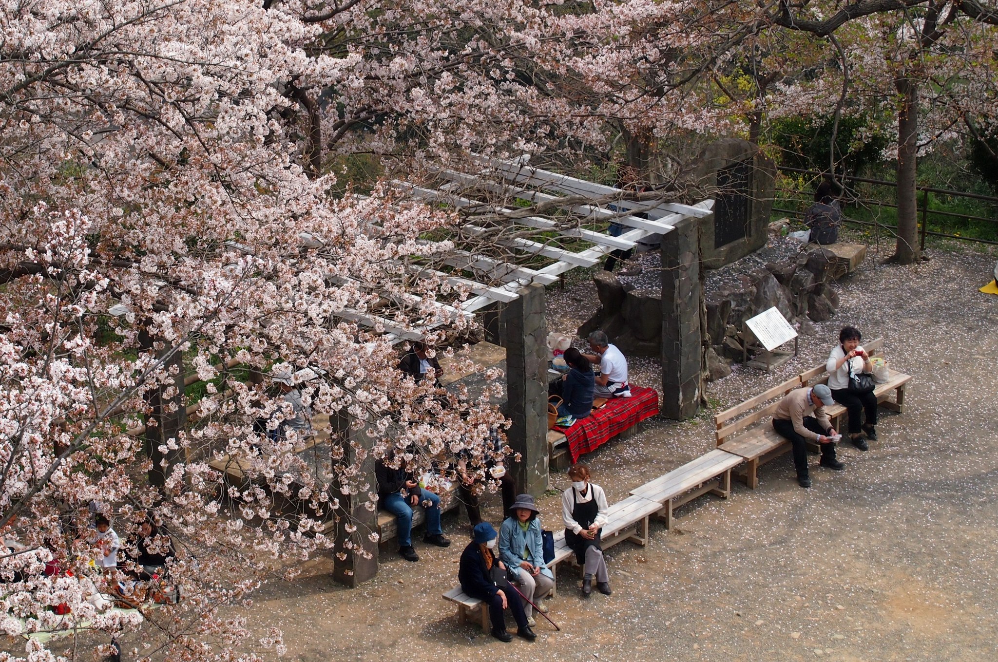 和歌山城的櫻花