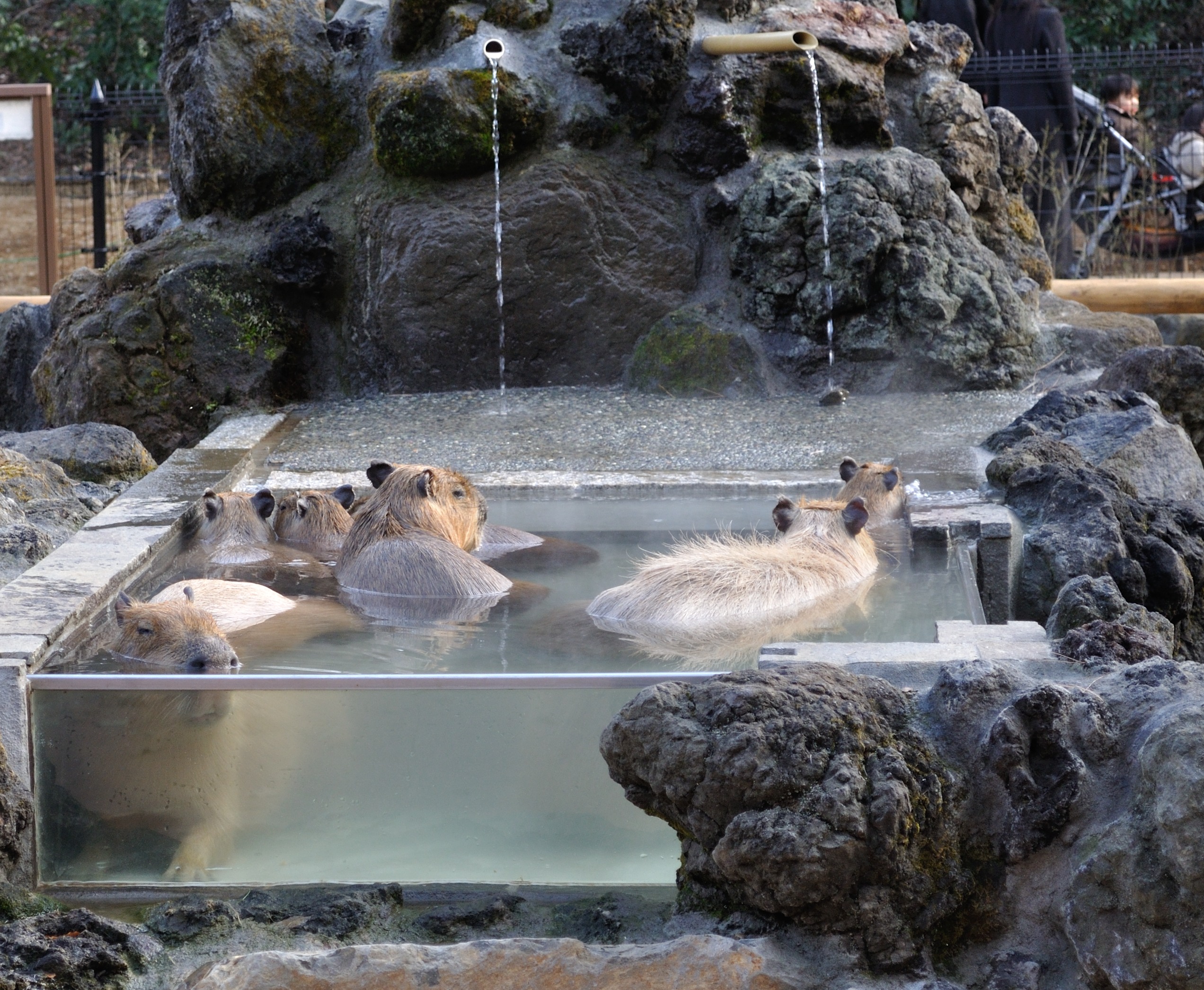 埼玉兒童動物園的水豚