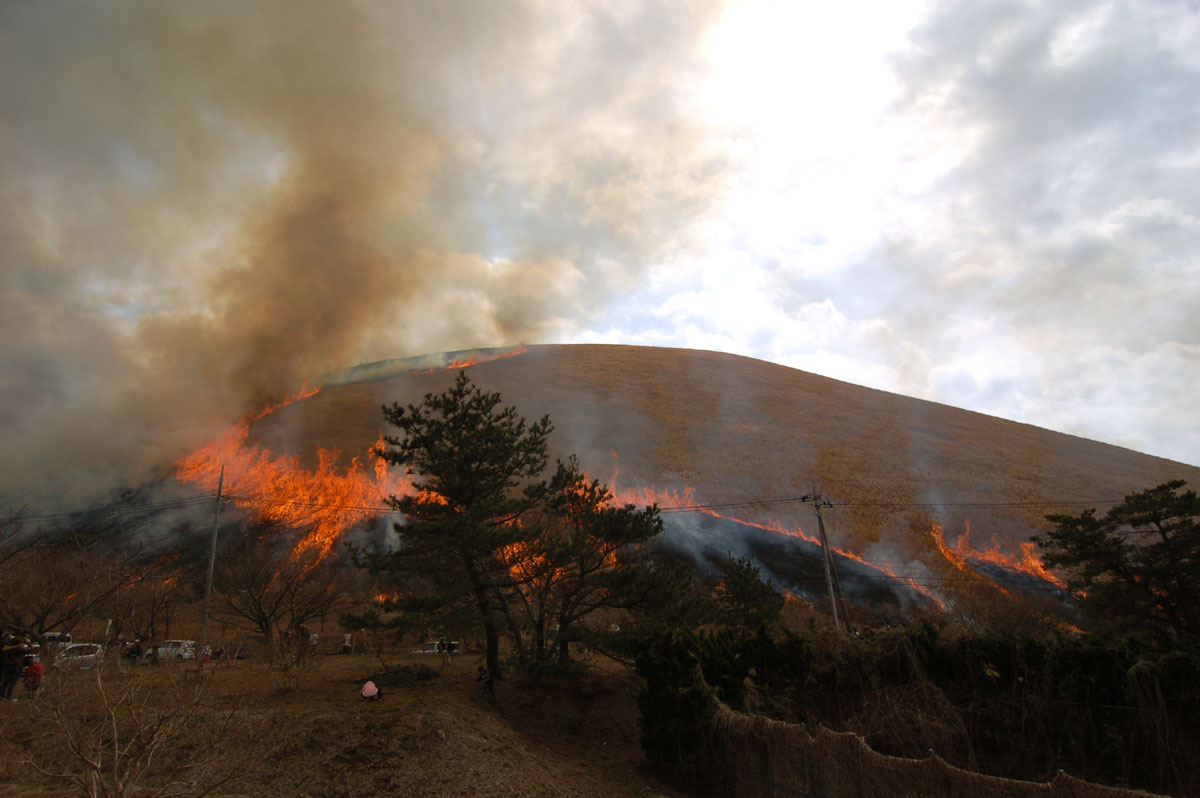 大室山火山口草燒景象