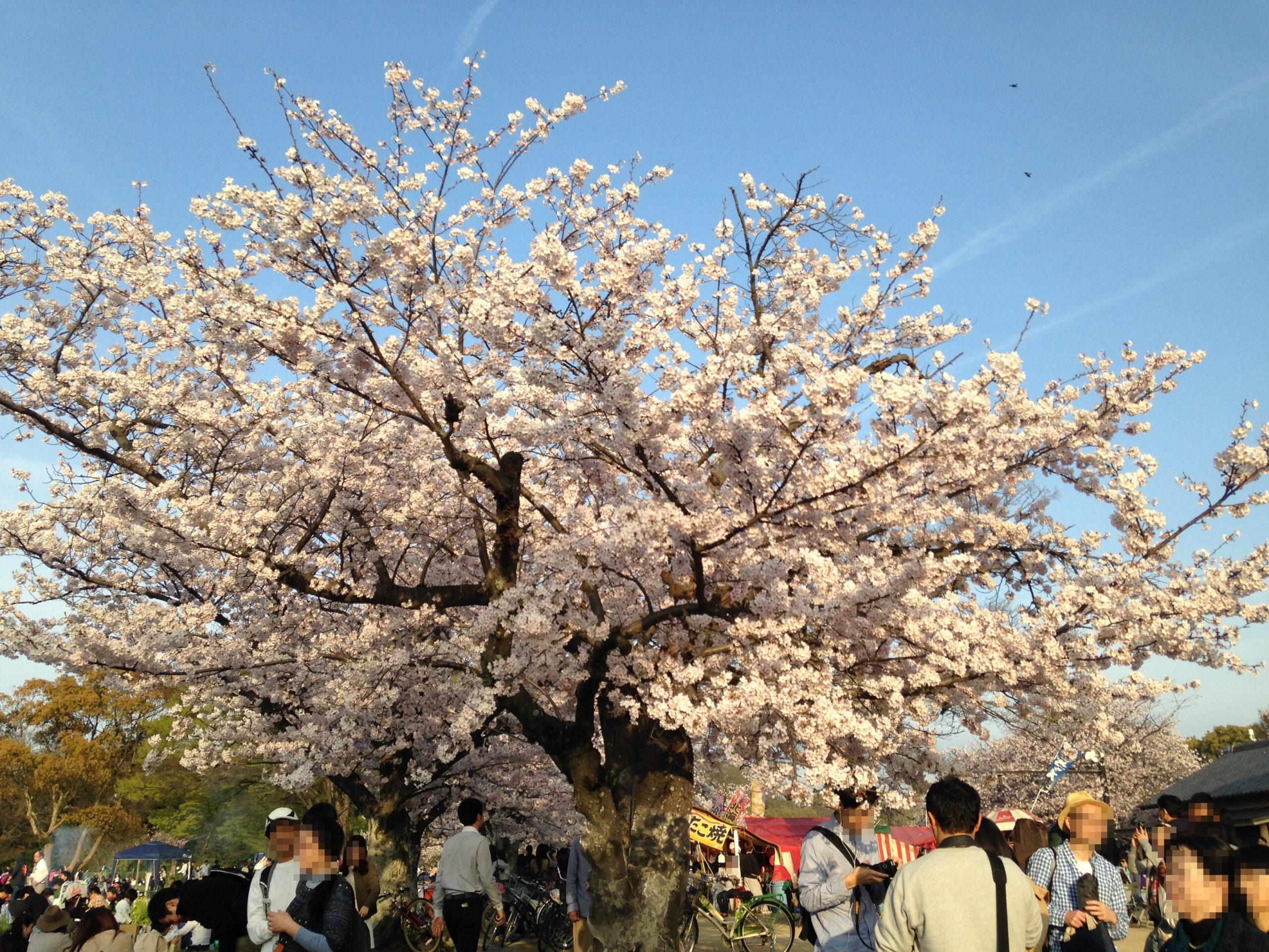 大濠公園的櫻花