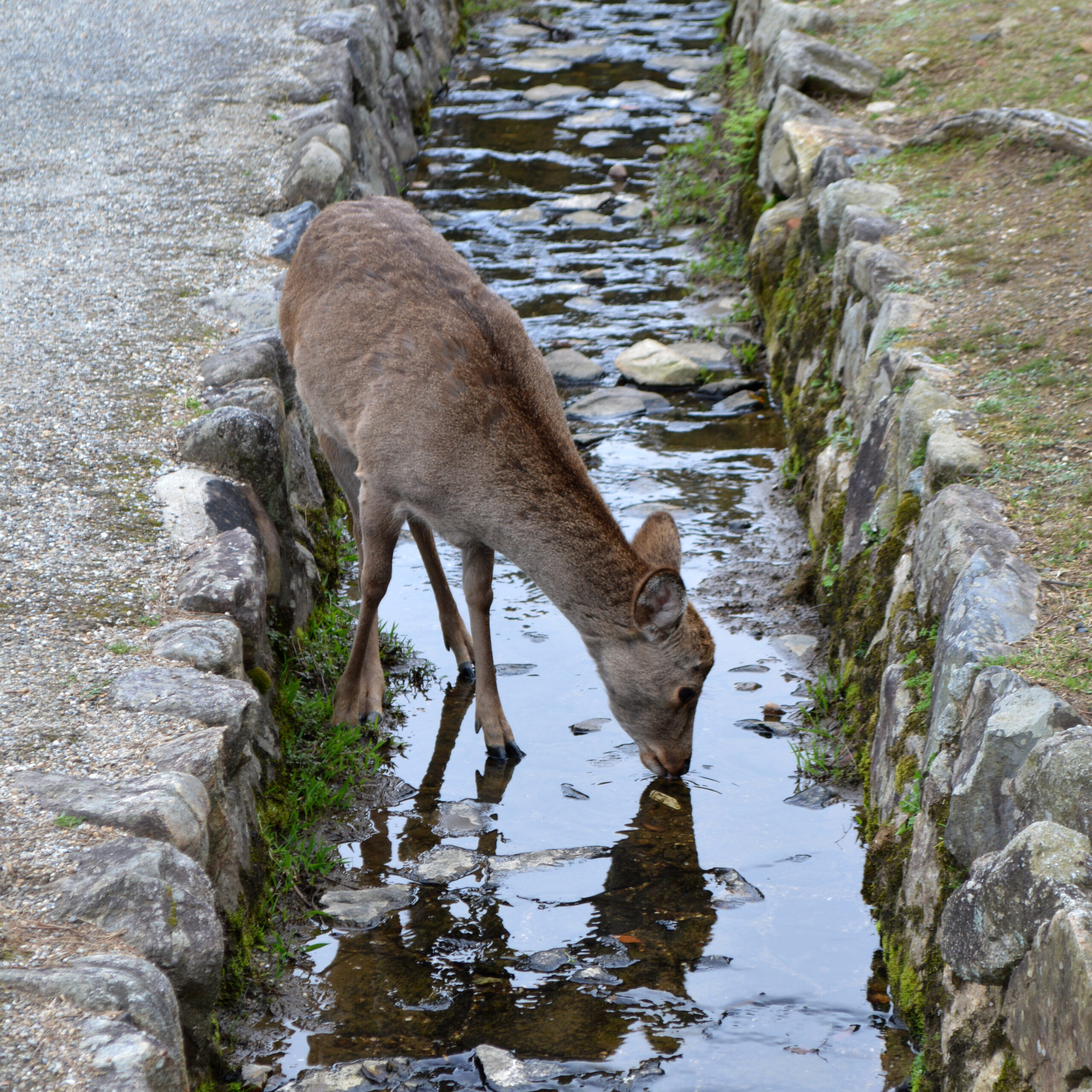 奈良公園的梅花鹿（中央亞洲鹿）在溝渠邊飲水