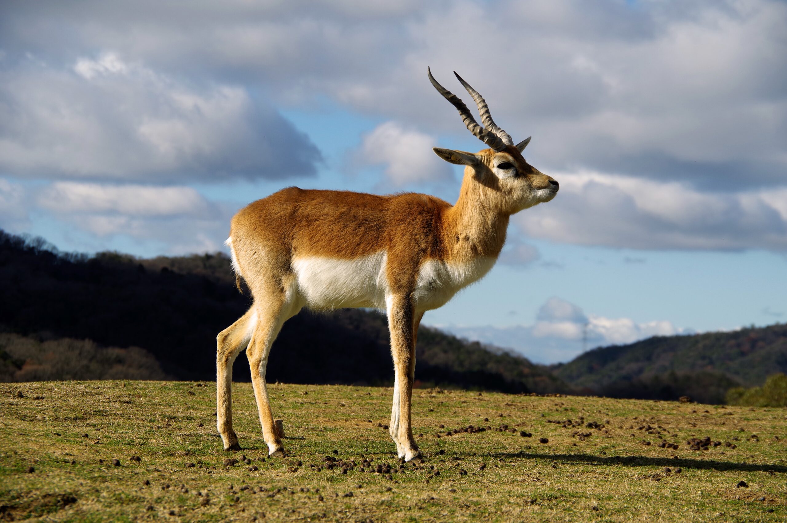 姬路中央公園,兵庫縣,日本