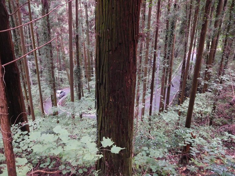 【宇都宮城址公園】2026完整攻略：免費入場+交通+必看復元建築