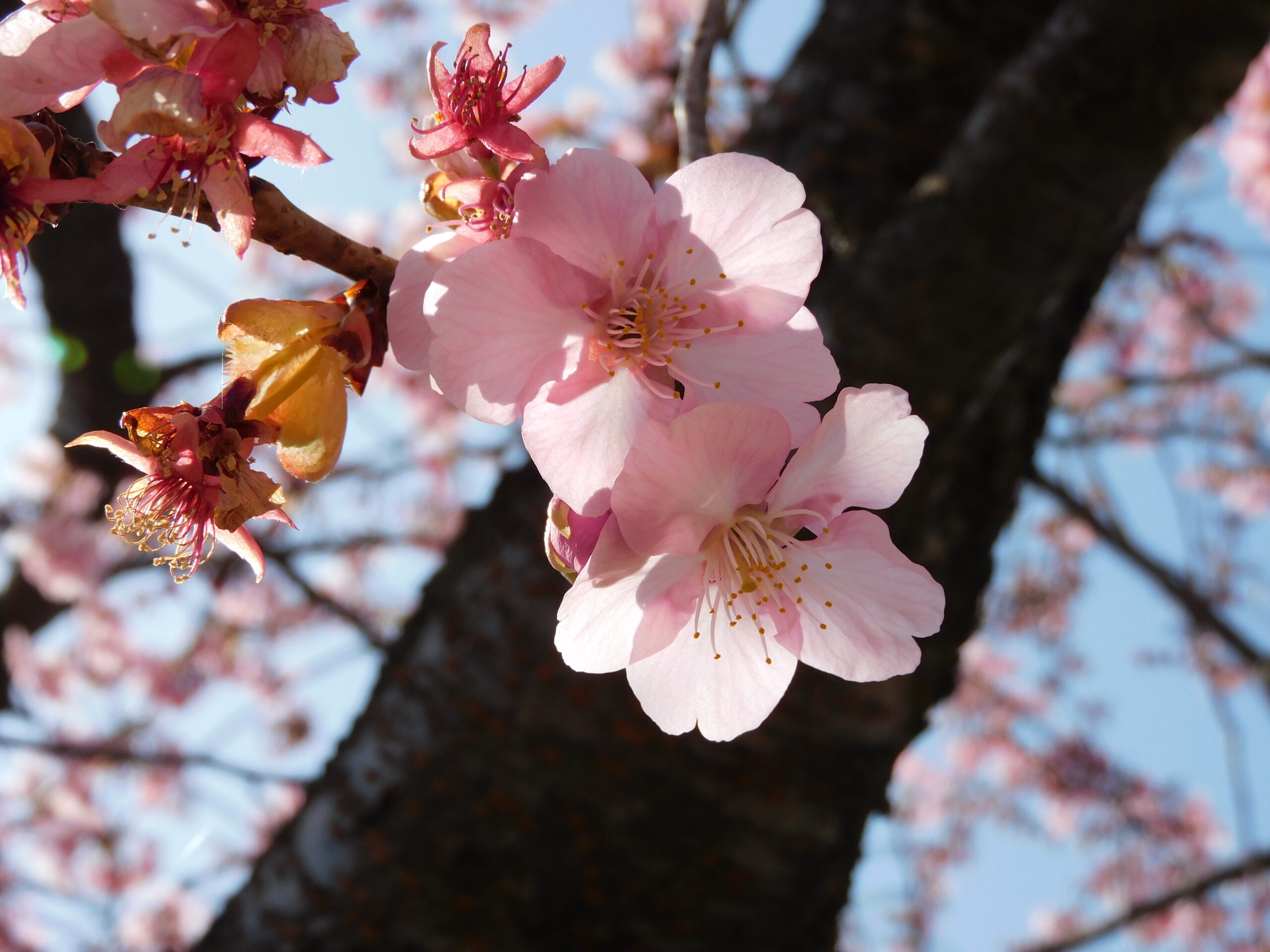宇都宮城的河津櫻花