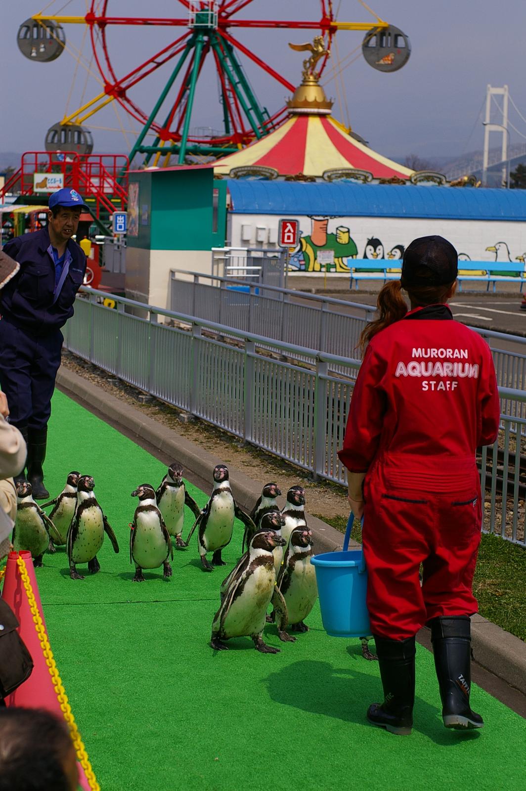 室蘭水族館企鵝遊行