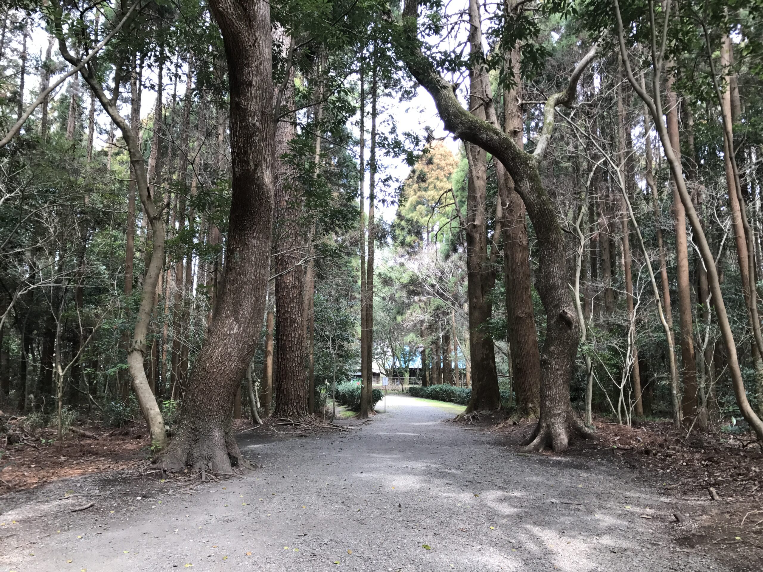 宮崎神社的森林 3